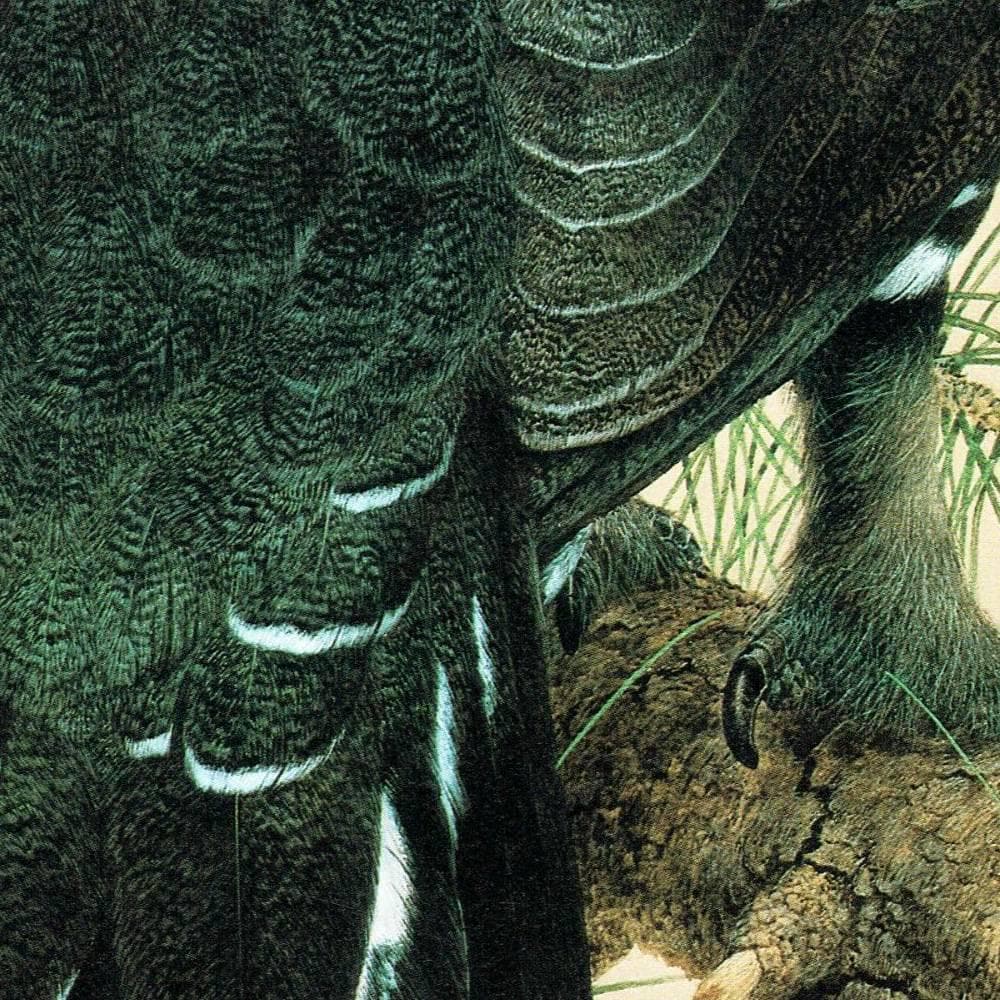 1981 Capercaillie Tetrao Urogallus - - Maurice Pledger - Original Vintage Game Bird Art Print- 11.5 x 16.5 in - Image 5