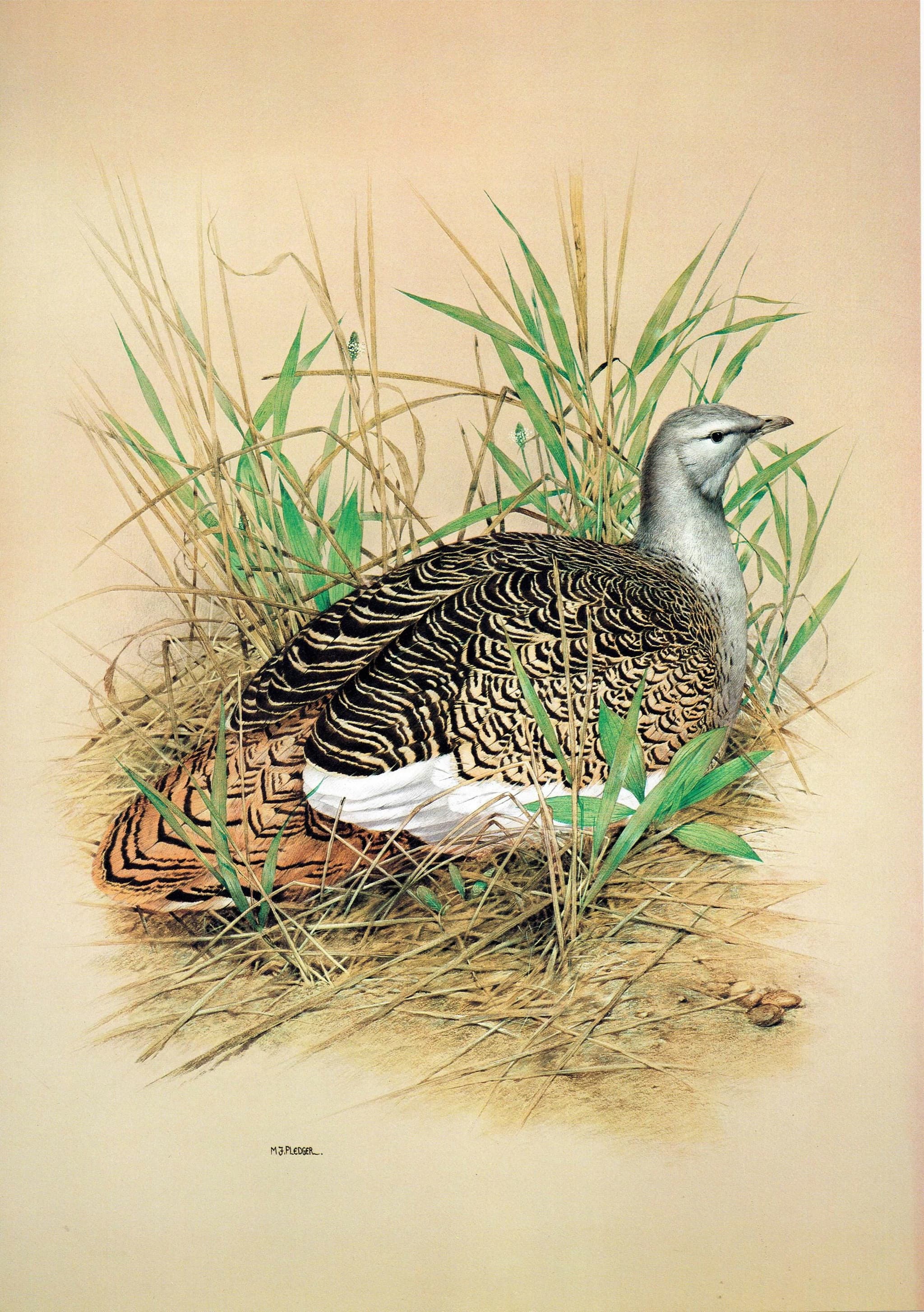 1981 Great Bustard Otis Tarda -Female on Nest - Maurice Pledger Game Birds - Original Vintage Print - 11.5 x 16.5 in - Image 2