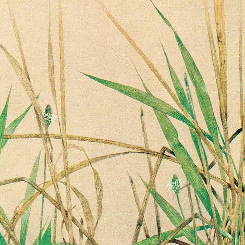 1981 Great Bustard Otis Tarda -Female on Nest - Maurice Pledger Game Birds - Original Vintage Print - 11.5 x 16.5 in - Image 4