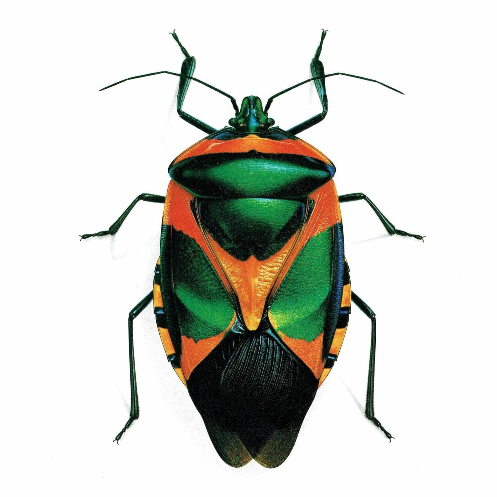 1986 Drury Sheld Chalcocoris Anchorage Bug Print - Durin Bernard Les Insectes Scientific Illustration - Drury Entomology - 11 x 13 in - Image 1