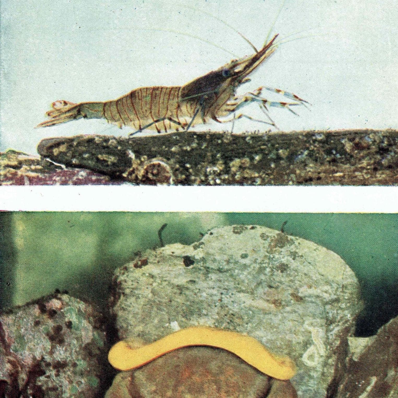 1959 Devonshire Cup-Corals Marine Photography Print - Common Prawn Sponge Crab - Underwater Sea Life Photography 5 x 8.25 in - Image 2