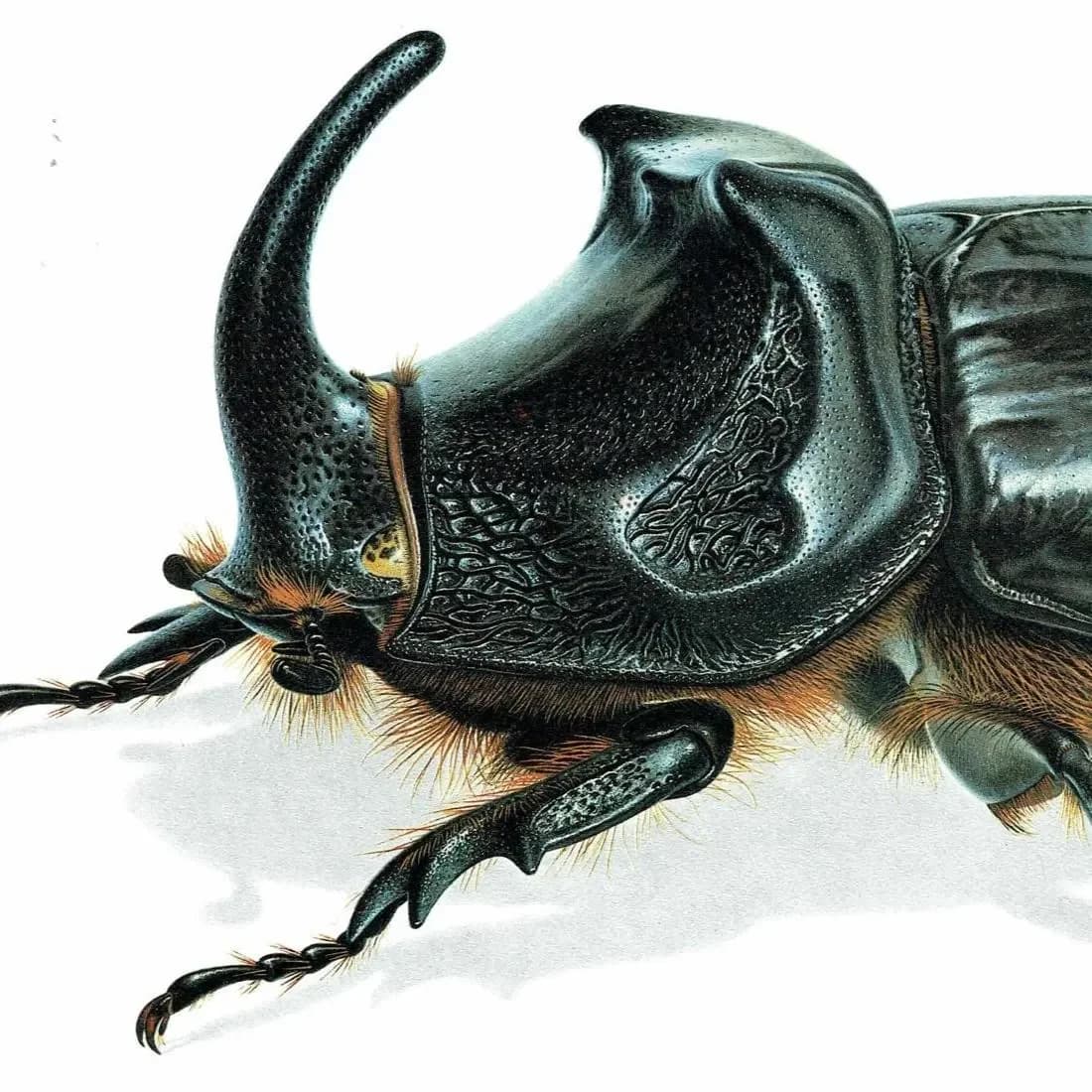 1986 European Rhinoceros Beetle Oryctes Nasicornis Print - Durin Bernard Les Insectes Scientific Illustration - Entomology - 11 x 13 in