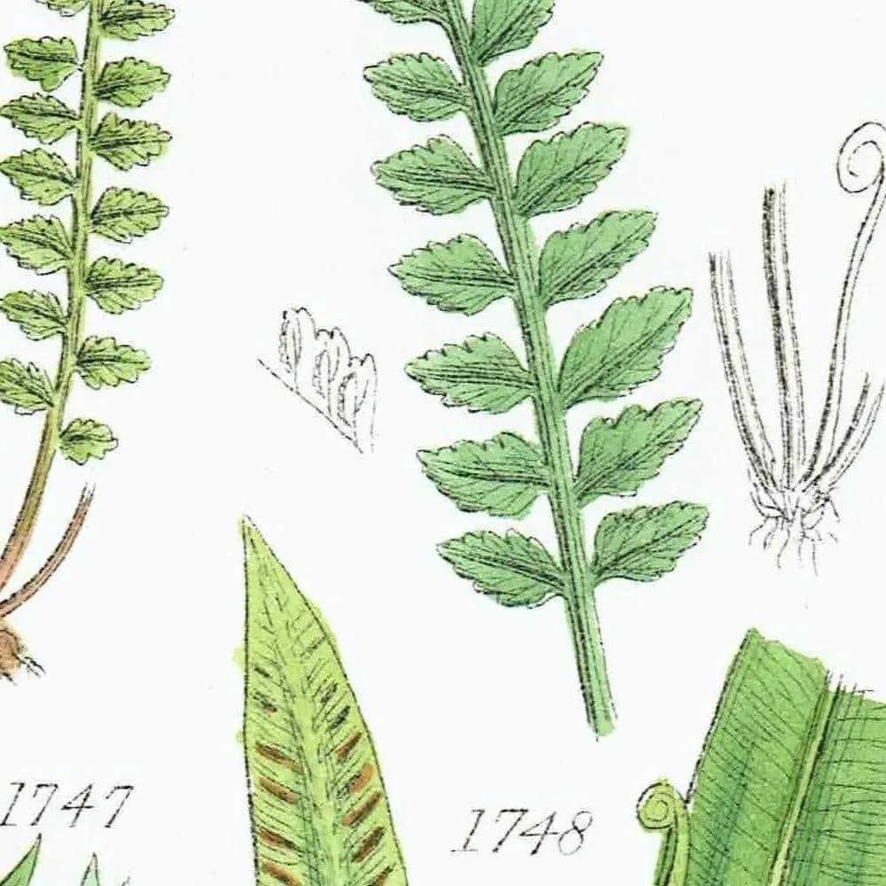 1910 British Ferns Maidenhair Bracken - Original Antique Print By Sowerby - Victorian Botanical Study Natural History - 6.25 x 9.5 in