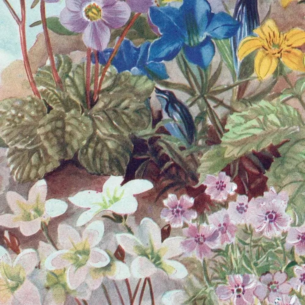 1950s Flowers for the Rock Garden Botanical Print - Vintage Cottage Garden Plants Illustration - Colourful Floral Wall Art - 5.5 x 8 in