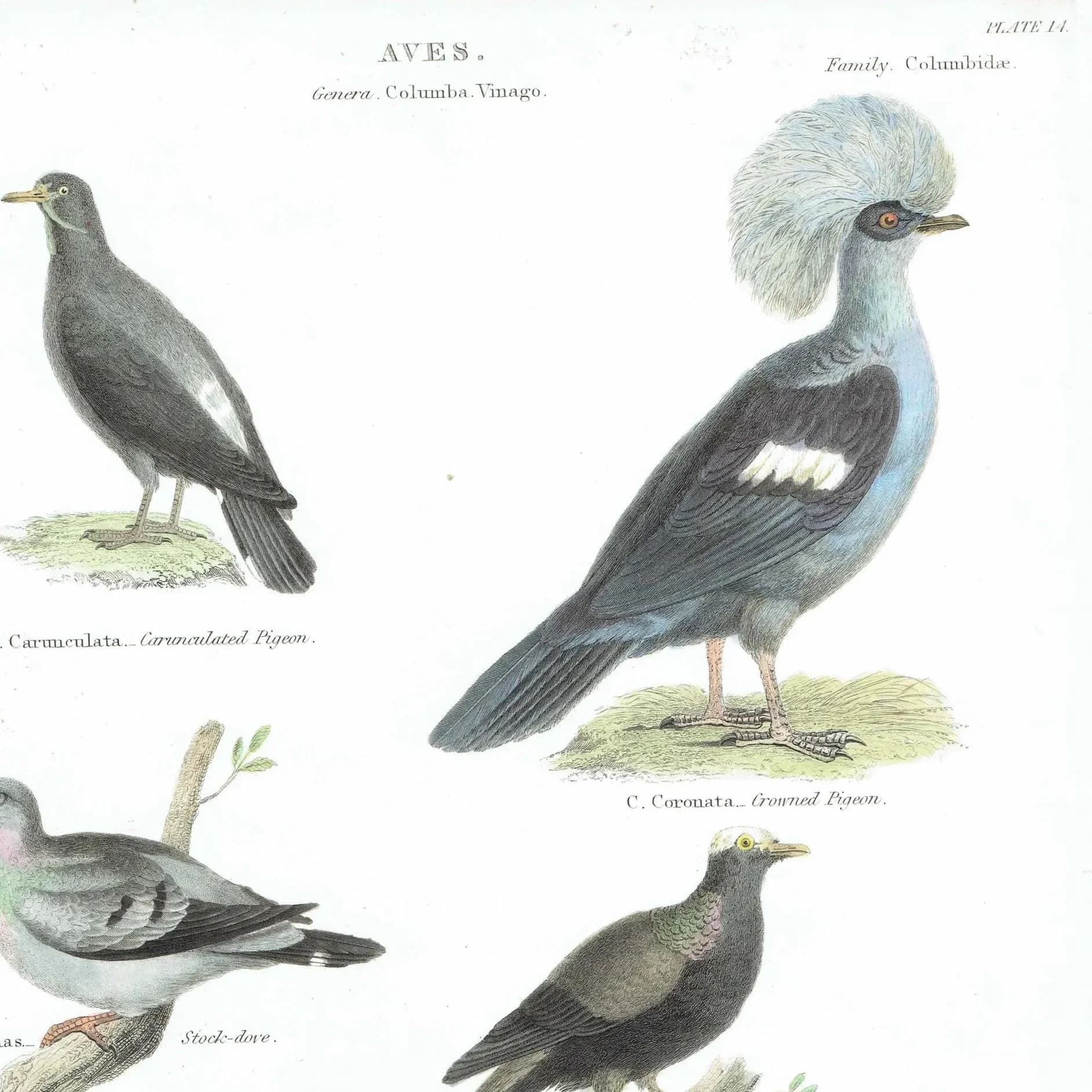1838 Aves Antique Pigeon Print - Carunculated, Crowned, Stock-dove, Whiteheaded, Abyssinian, Bald-fronted - 10.5 x 8.25 in
