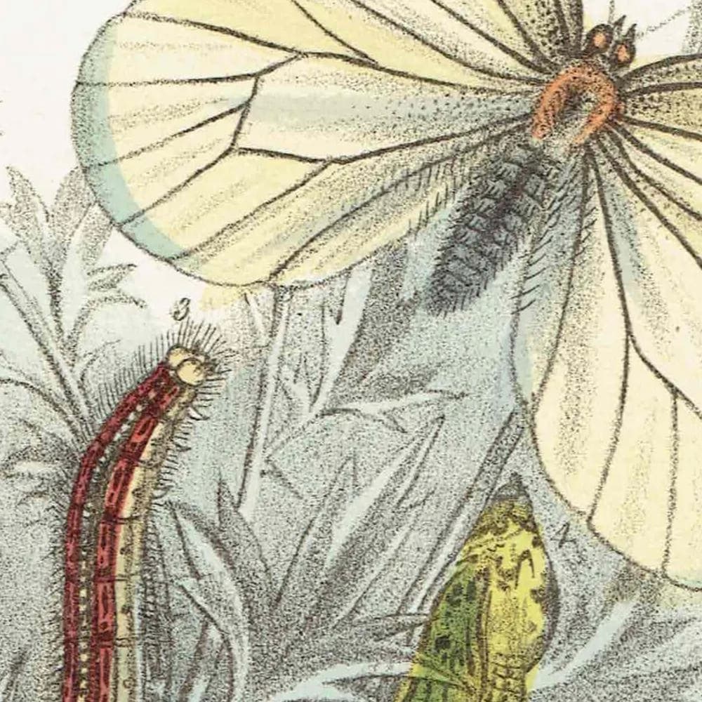 1859 Black-veined White & Great Cabbage White Butterflies - Hand-Coloured Lithograph, Henry Noel Humphreys, Plate III - 7 x 10.4 in