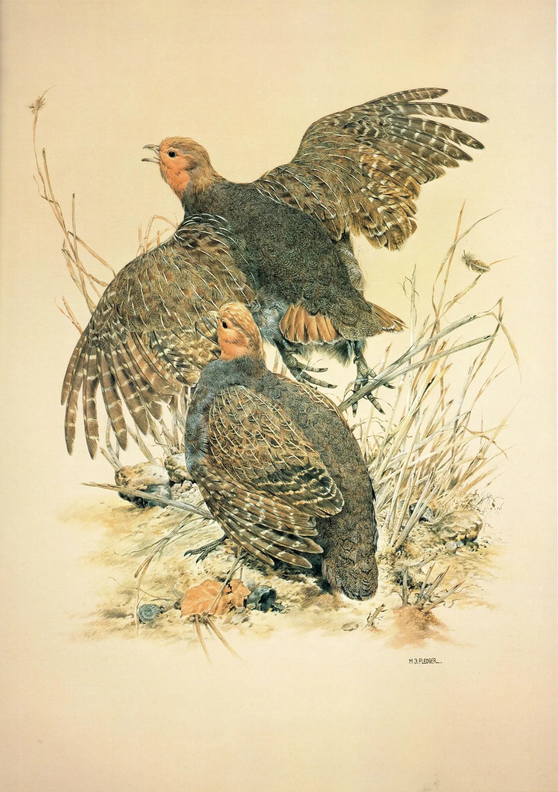 1981 Grey Partridge Perdix Perdix- Maurice Pledger Game Birds - Original Vintage Wildlife Art Print - 11.5 x 16.5 in