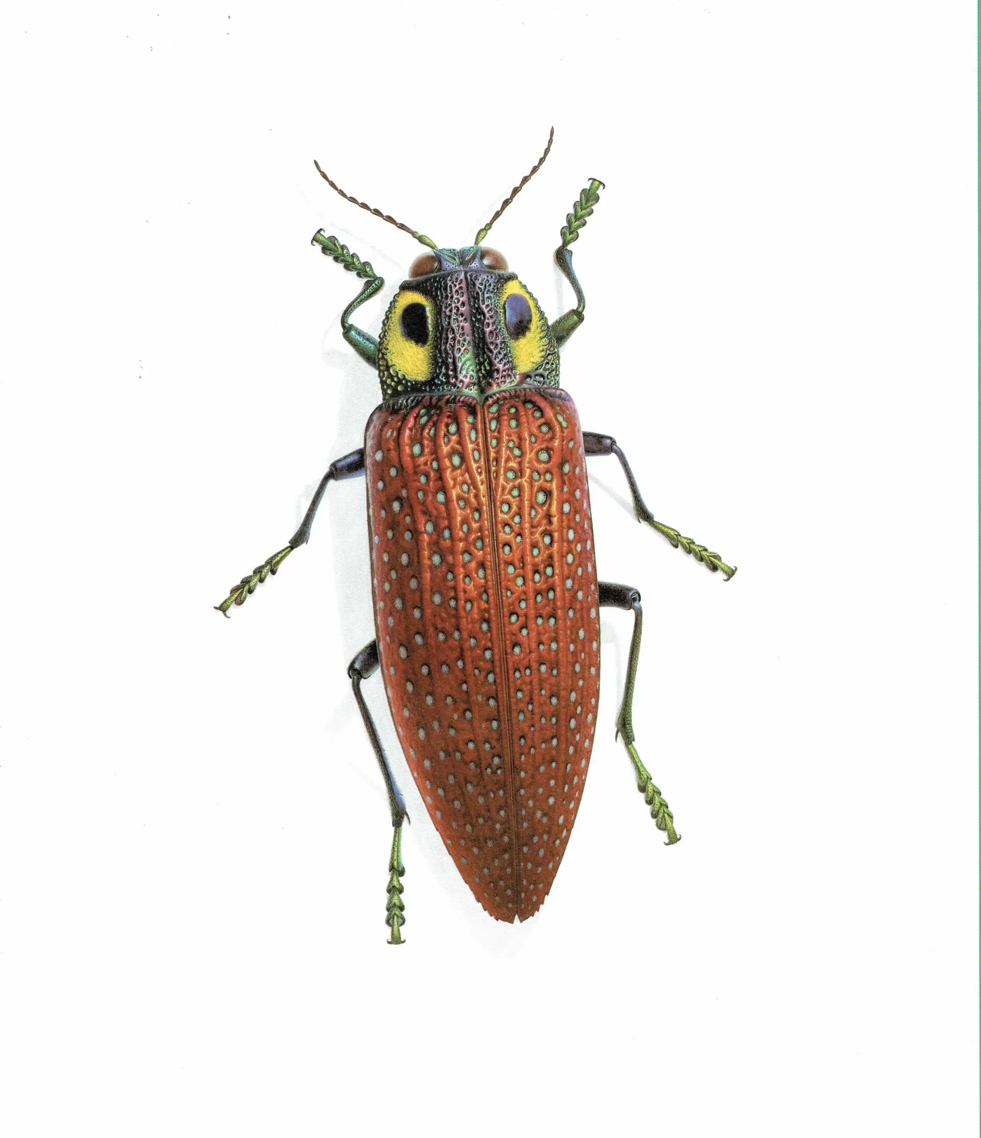 1986 Fale-Eyed Jewel Beetle Lampropepla Rothschildi Print - Durin Bernard Les Insectes Scientific Picture - Gahan Entomology - 11 x 13 in