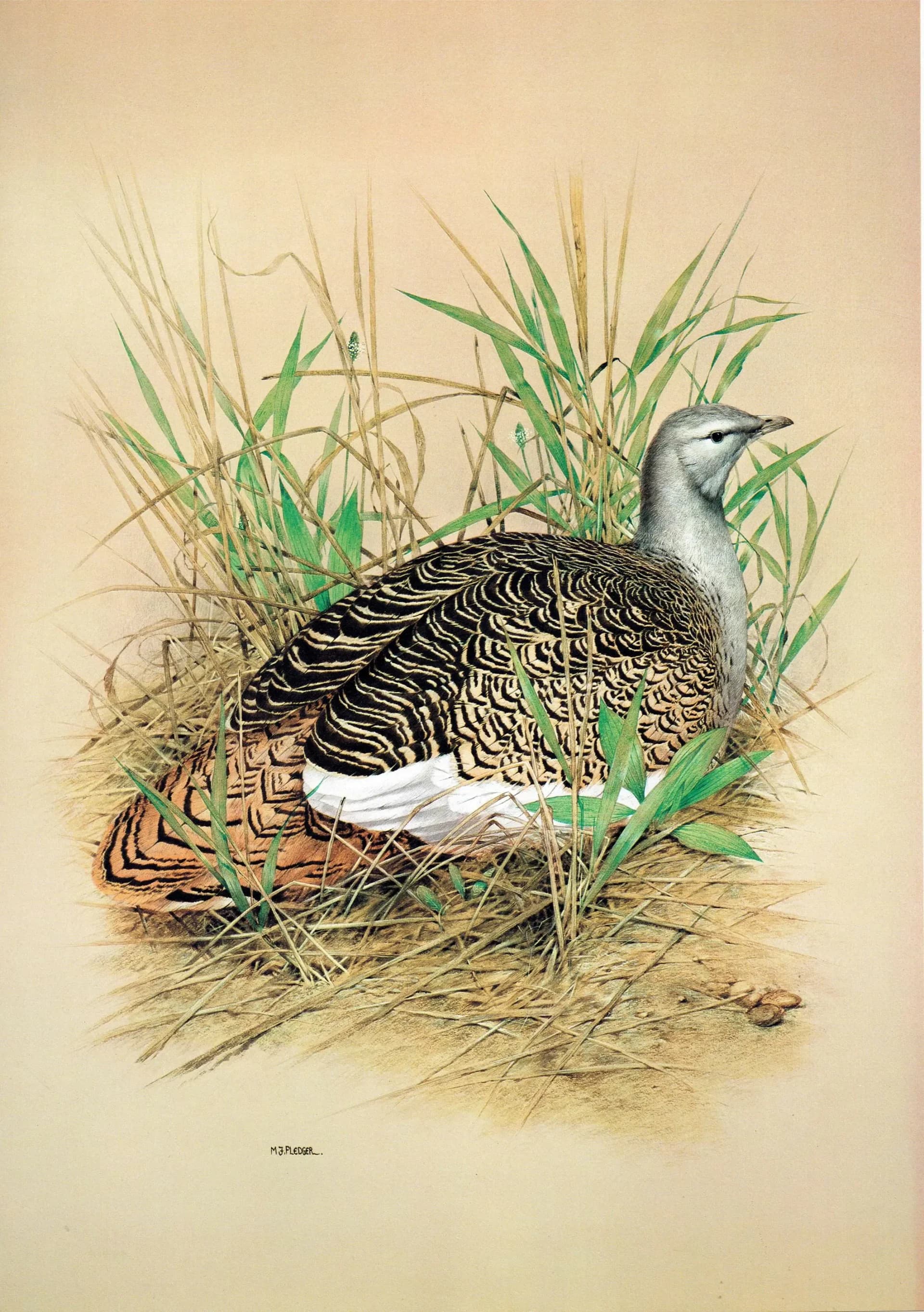 1981 Great Bustard Otis Tarda -Female on Nest - Maurice Pledger Game Birds - Original Vintage Print - 11.5 x 16.5 in