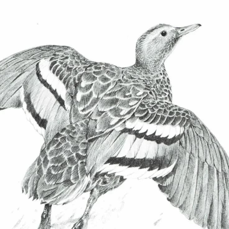 1981 Duck in Flight Game Birds Print - Maurice Pledger - Vintage Wildlife Art - Ornithology - 11.5 x 16.5 in