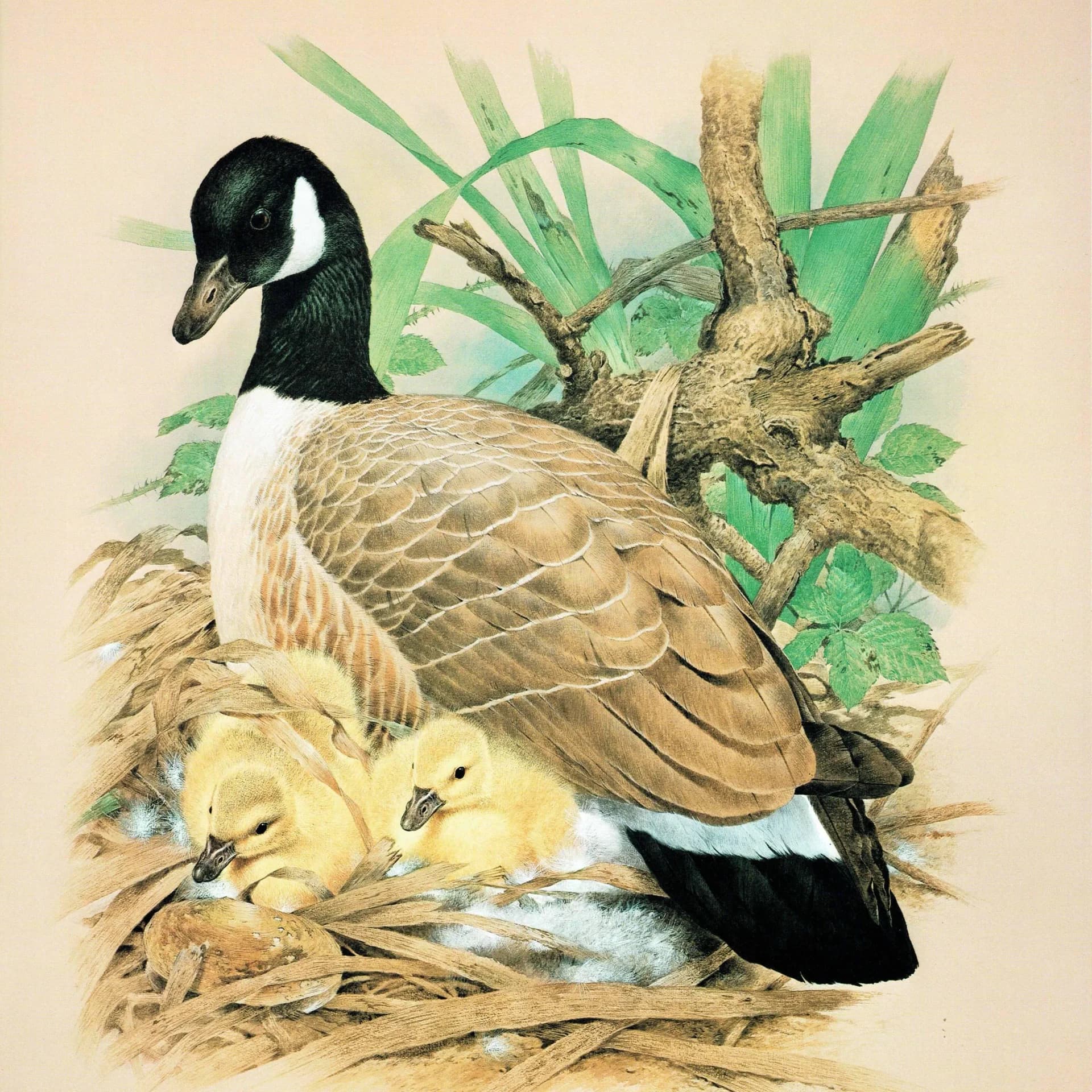 1981 Canada Goose Goslings Nest Original Vintage Print - Maurice Pledger Wildlife Art - Game Birds Book Illustration - 11.5 x 16.5 in