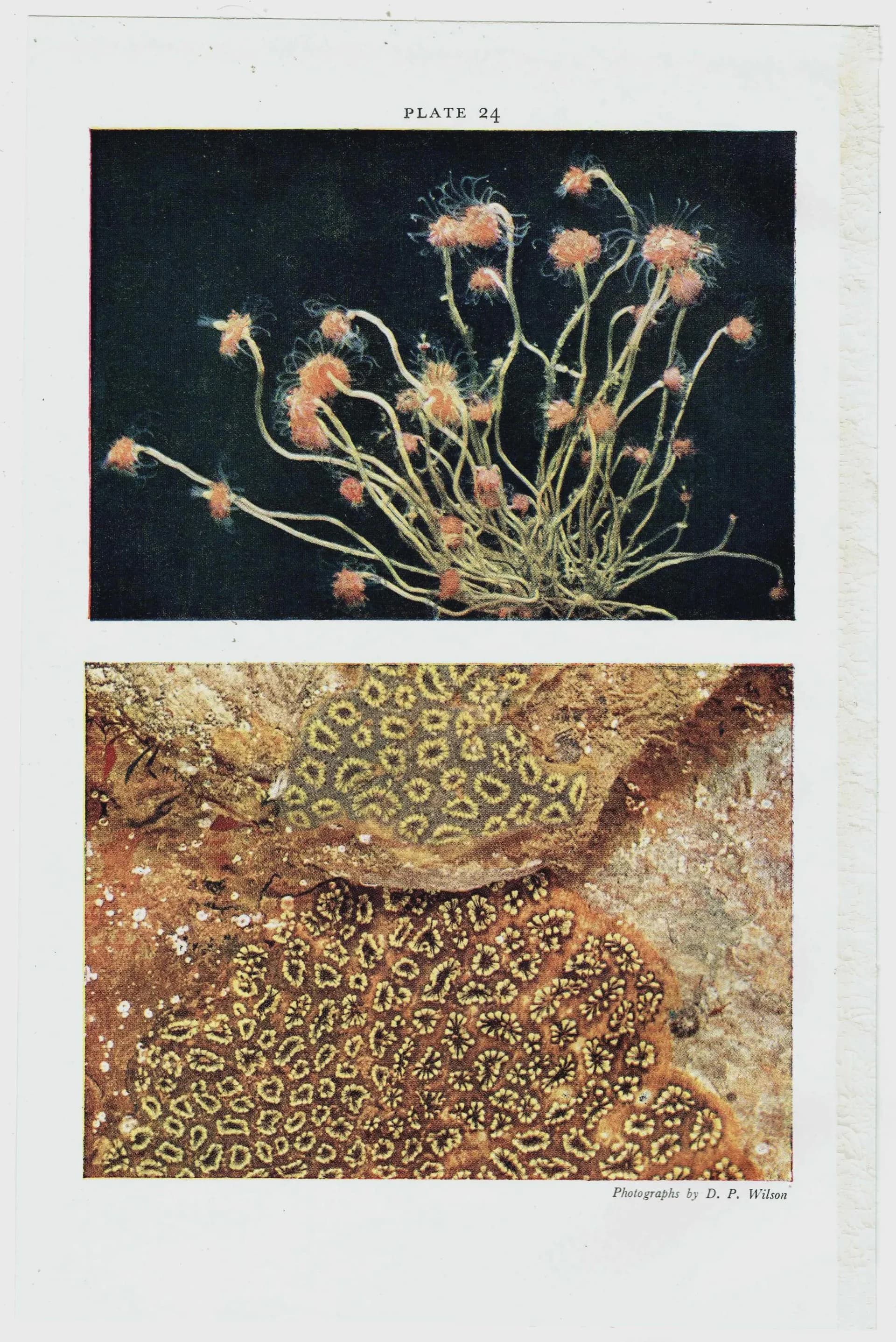 1959 Club-headed Hydroid on Knotted Wrack - Underwater Study - 8.25 x 5.25 in