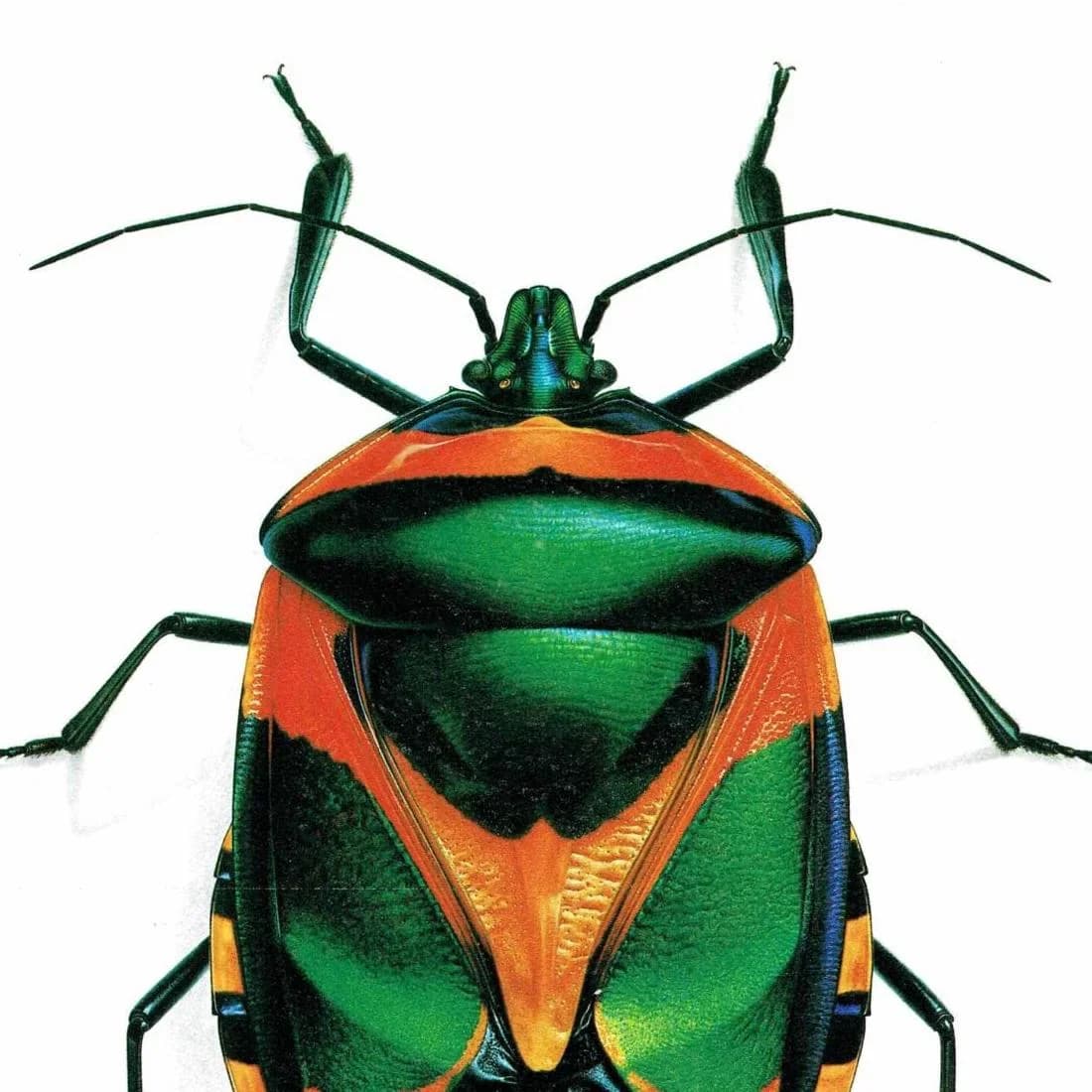 1986 Drury Sheld Chalcocoris Anchorage Bug Print - Durin Bernard Les Insectes Scientific Illustration - Drury Entomology - 11 x 13 in