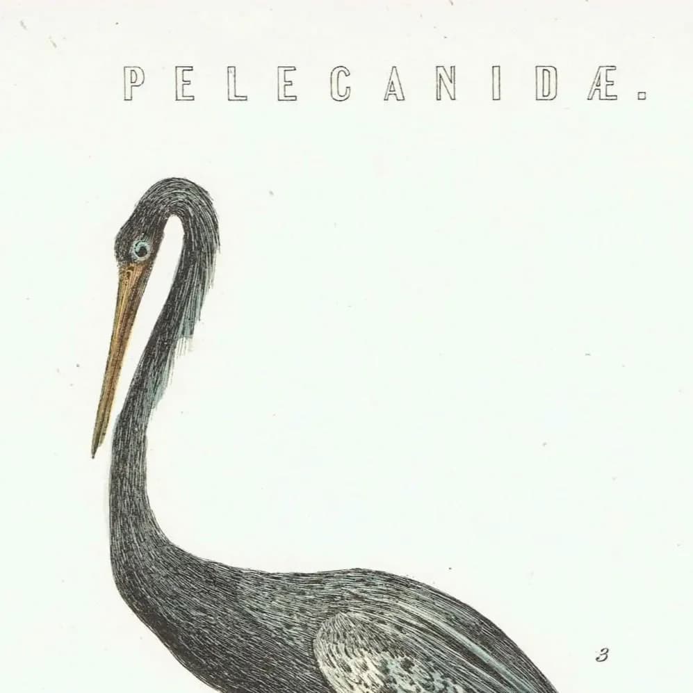 c.1890 Pelecanidae Print - Vaillant’s Darter & White Gannet - Hand Coloured Ornithology Art - 9.5 x 6.25 in