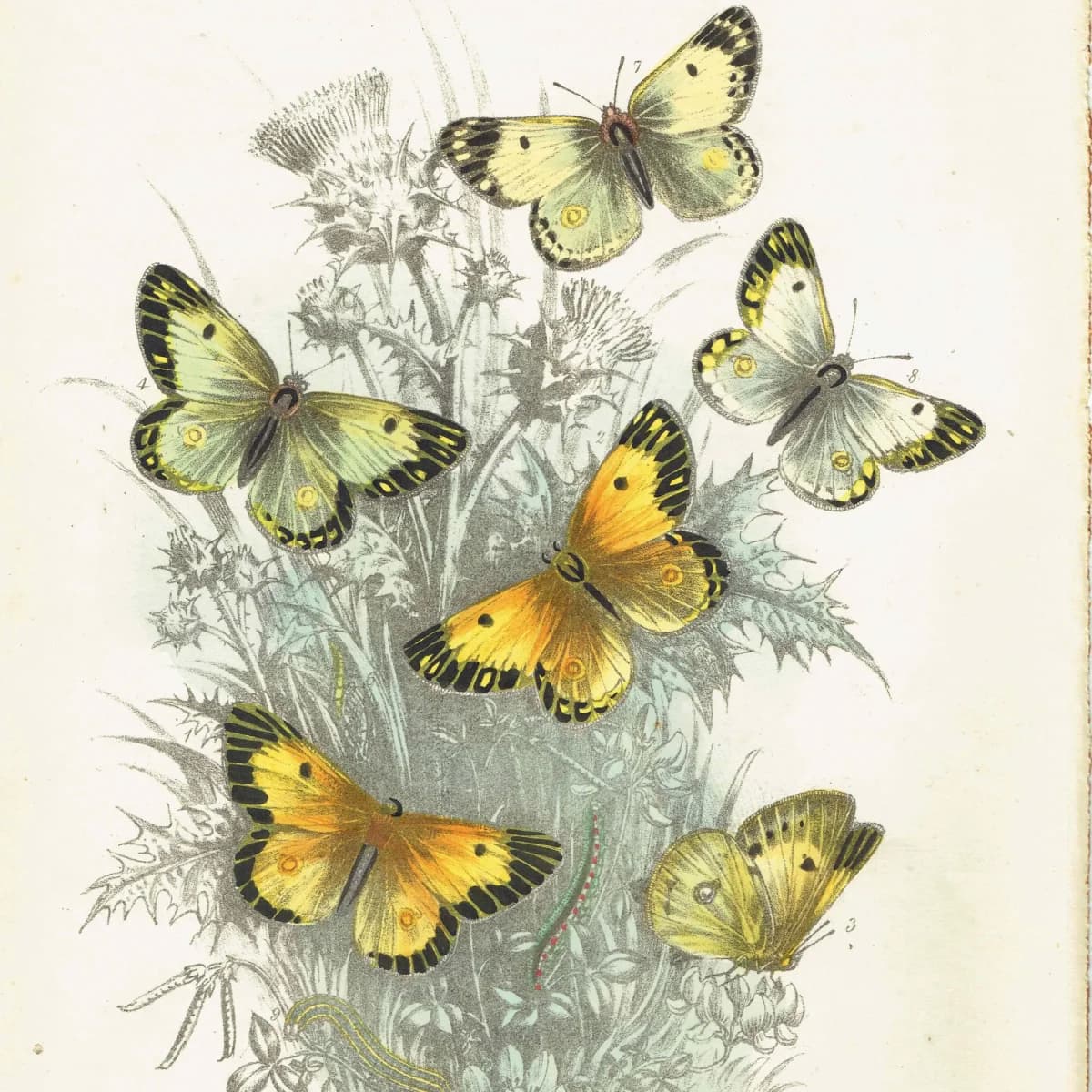 1859 Clouded Yellow & Pale Clouded Yellow Butterflies - Hand-Coloured Lithograph by Henry Noel Humphreys, Plate II - 7 x 10.4 in