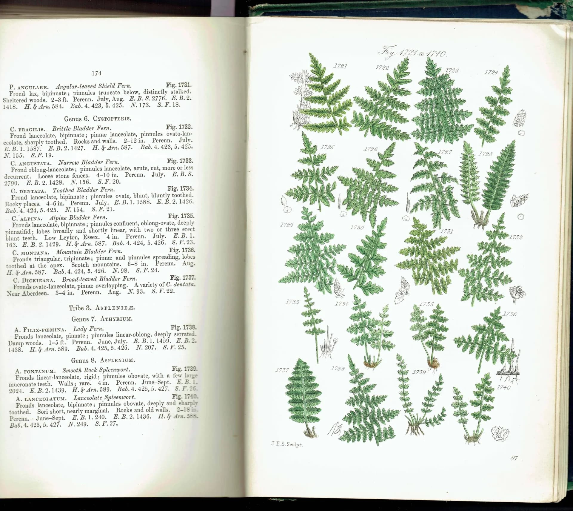 1910 British Ferns Cystopteris - Original Antique Print By Sowerby - Victorian Botanical Study Natural History Plate - 6.25 x 9.5 in