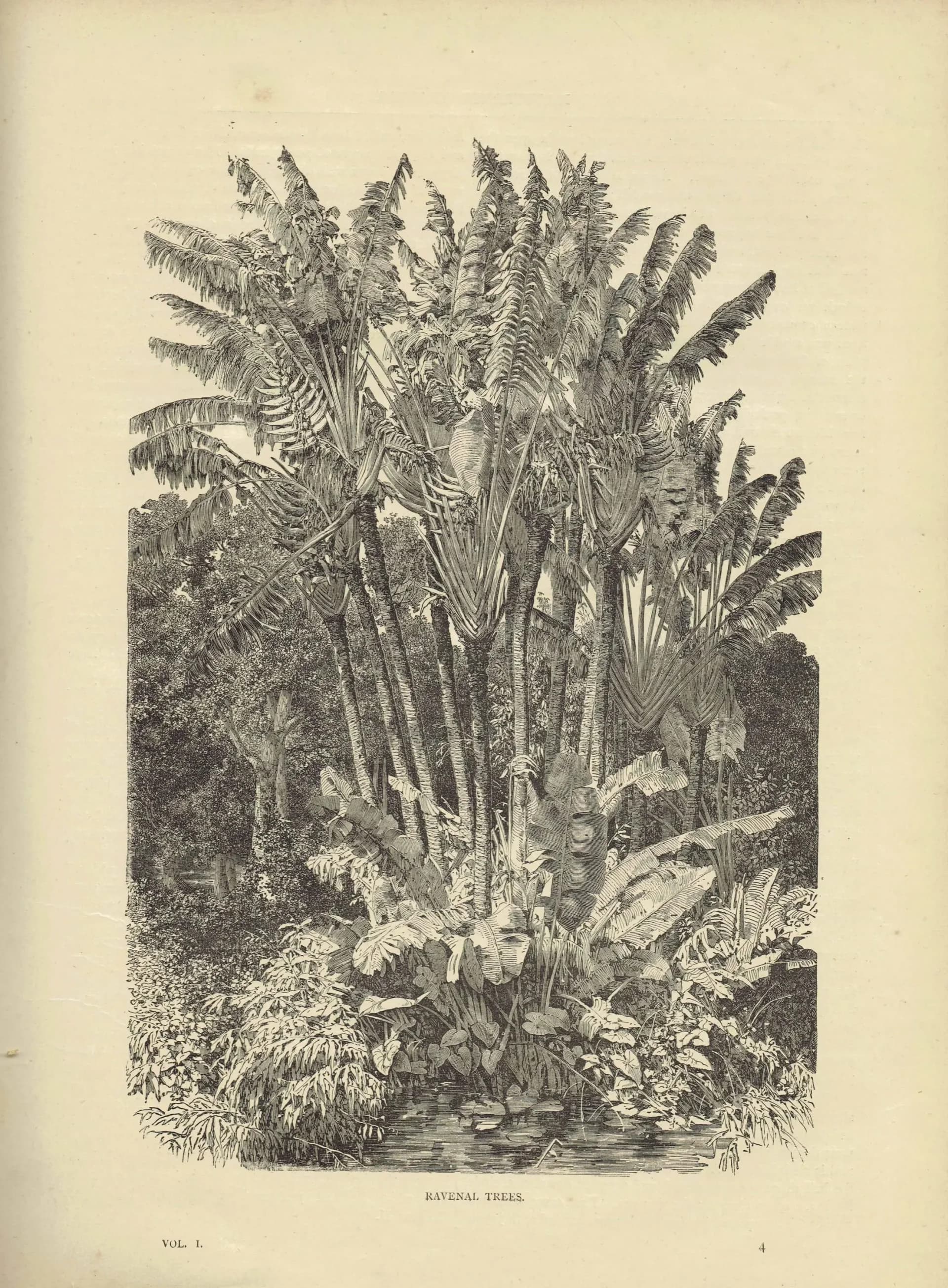 1869 Ravenal Trees Madagascar - Original Antique Print - Illustrated Travels Bates Royal Geographical Society Botany - 8.75 x 11.75 in
