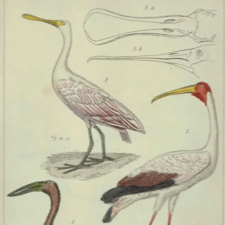 c.1836 Birds Cuvier Animal Kingdom Aves Print - Ibis, Spoonbill, Tantalus Birds Illustration - Ornithology Plate - 8.5 x 5.5 in
