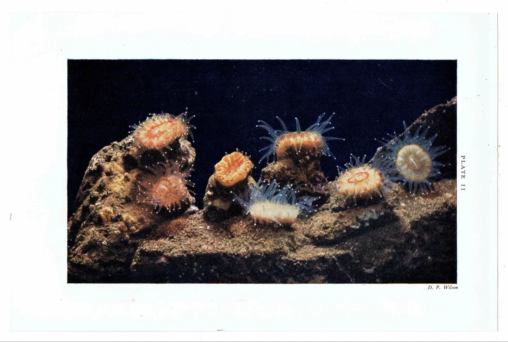 1959 Devonshire Cup-Corals Marine Photography Print - Common Prawn Sponge Crab - Underwater Sea Life Photography 5 x 8.25 in