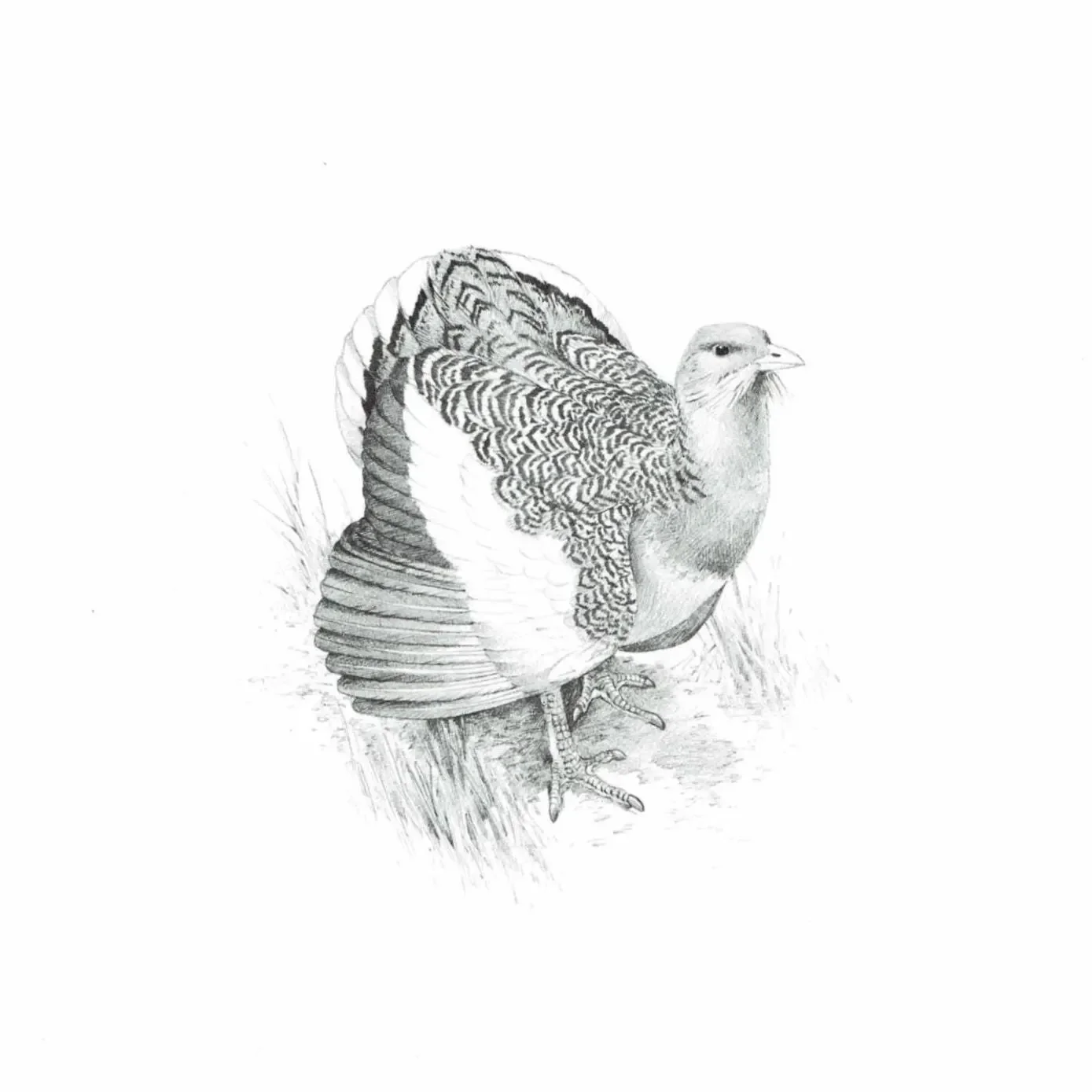 1981 Great Bustard Game Birds Print - Maurice Pledger - Vintage Wildlife Art - Ornithology - 11.5 x 16.5 in