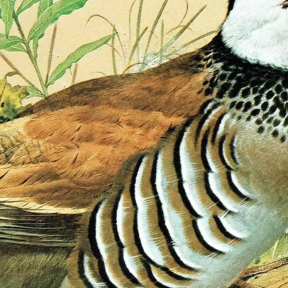 1981 Red-Legged Partridge Alectoris Rufa - Game Birds - Maurice Pledger Original Vintage Wildlife Art - 11.5 x 16.5 in