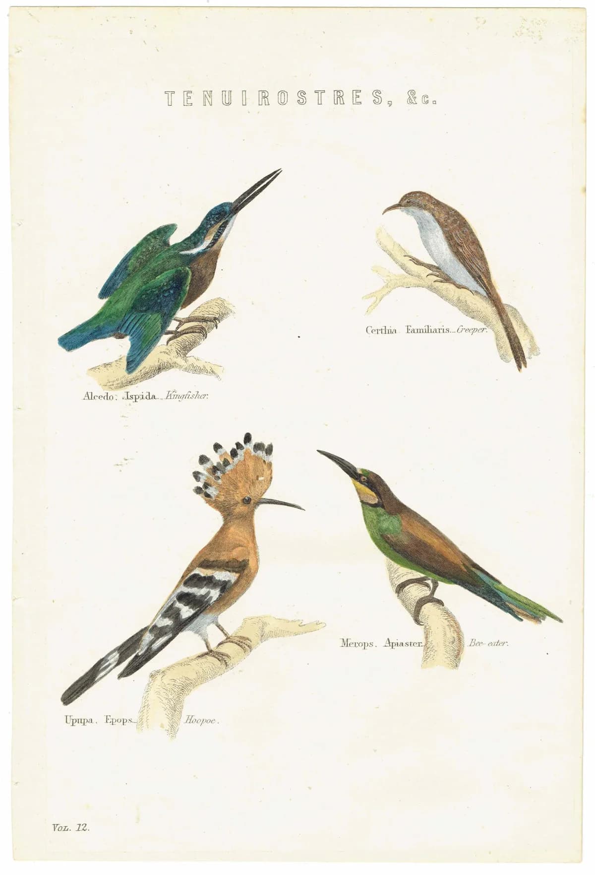 c.1874 Tenuirostres Birds Print - Kingfisher, Hoopoe, Bee-eater, Treecreeper Ornithological Plate - 9.5 x 6.5 in