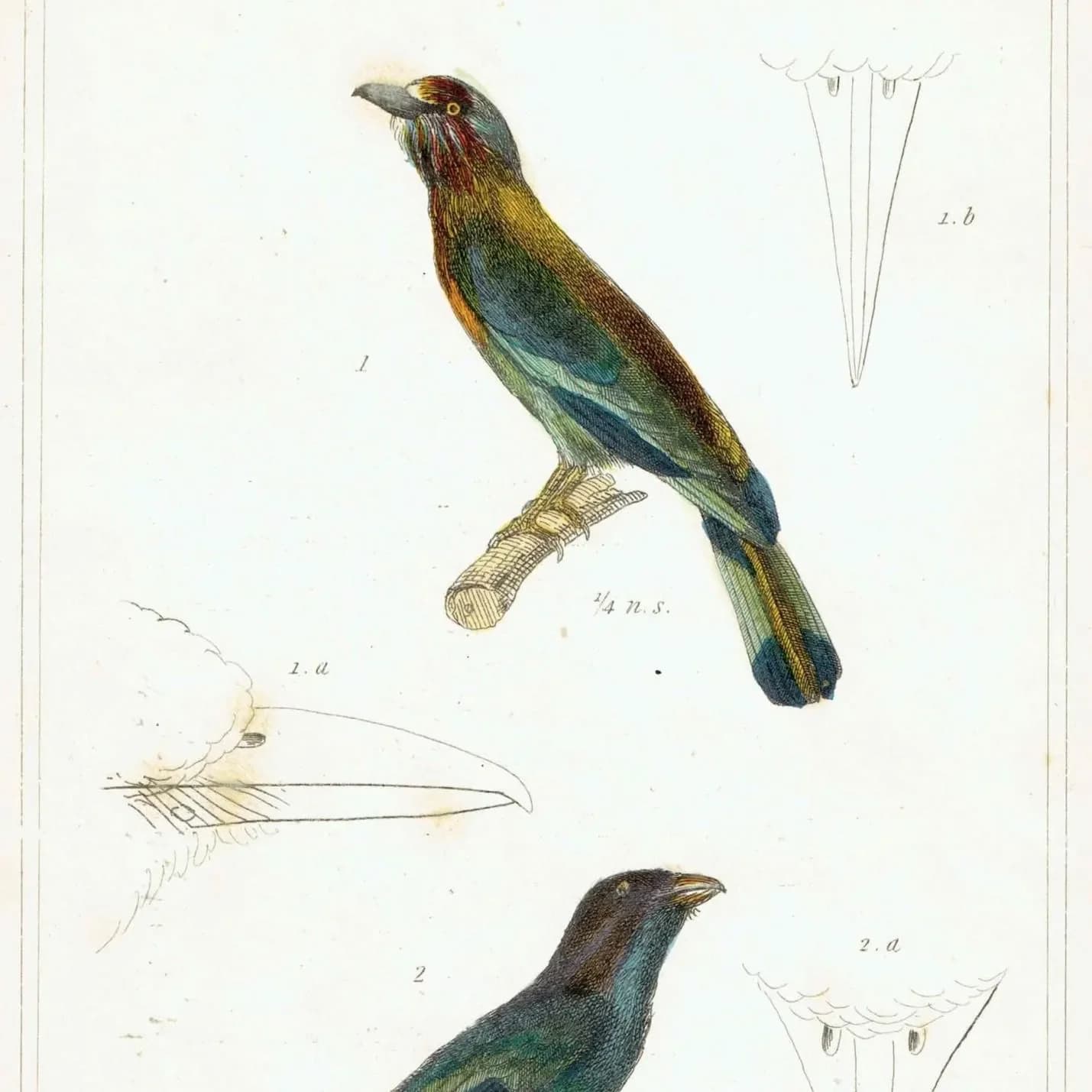 c.1835 Animal Kingdom Roller Birds Print - Bengal Roller & Garrulous Roller - Hand Coloured Ornithology Engraving - 8.5 x 5.25 in