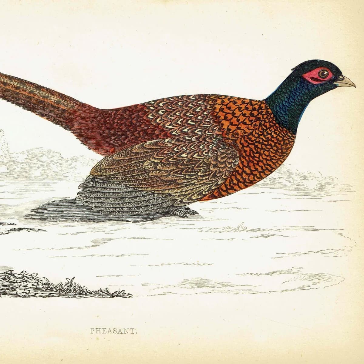 1863 - c.1863 Pheasant - Original Antique Hand-Coloured Engraving By Morris - History of British Birds Victorian Wildlife - 7.25 x 4.75 in