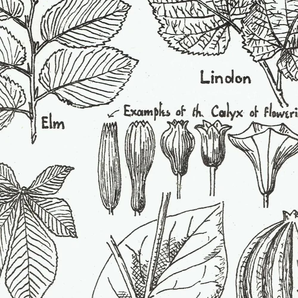 1898 Architectural Leaf Print - Elm, Linden, Chestnut, Iris, Christmas Rose & Decorative Plant Studies - Antique Plate - 8 x 10.75 in