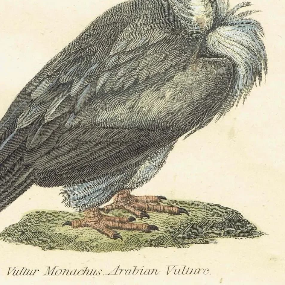 c.1862 Vultures Print - Bearded Vulture & Arabian Vulture - Hand Coloured Ornithology Art - 9.5 x 6.25 in
