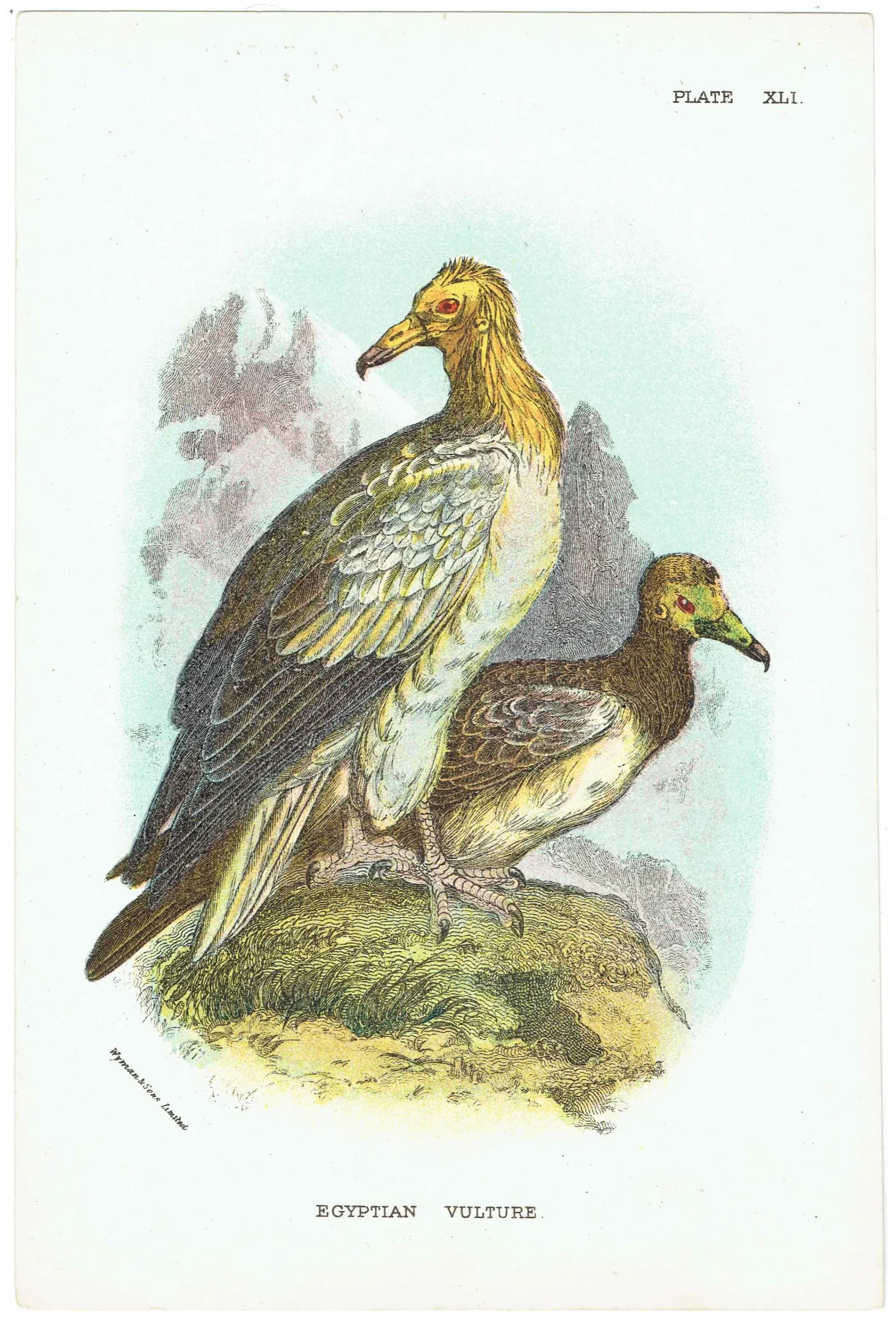 c.1896 Egyptian Vulture Print - Hand-Coloured Engraving - Ornithology Natural History Wildlife Art - 7 x 4.75 in