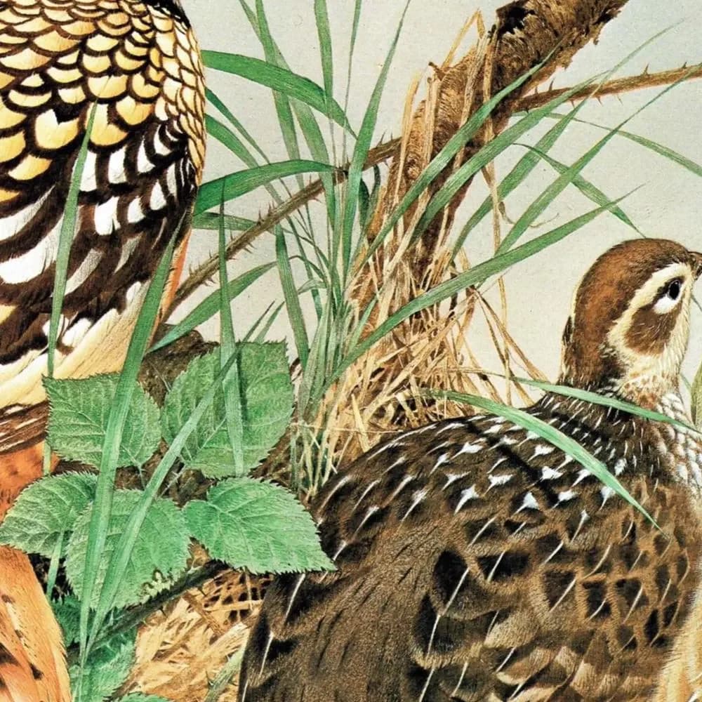 1981 Reeves Pheasant - Syrmaticus Reevesi - Game Birds Print - Maurice Pledger - Vintage Wildlife Art - Ornithology - 11.5 x 16.5 in
