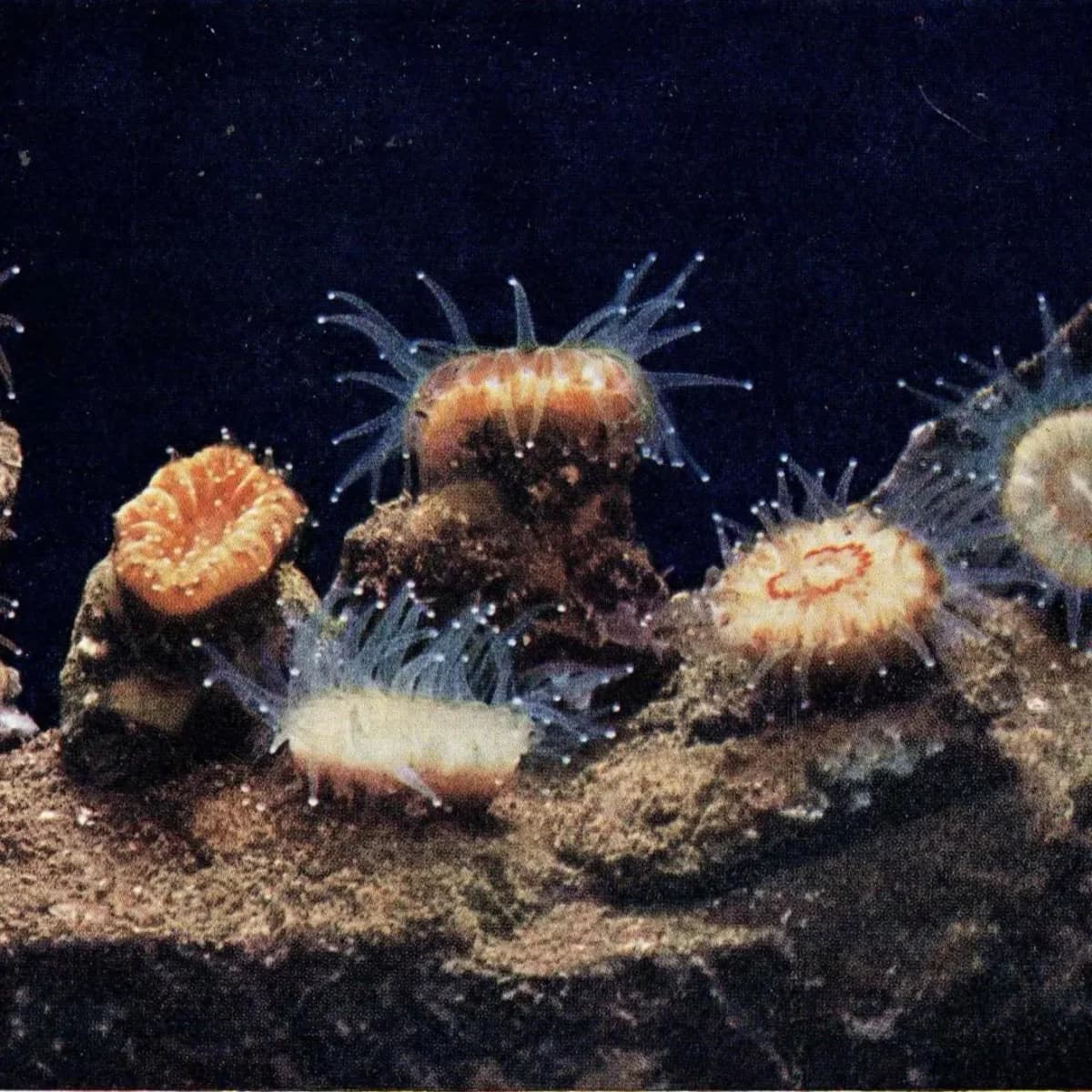 1959 Devonshire Cup-Corals Marine Photography Print - Common Prawn Sponge Crab - Underwater Sea Life Photography 5 x 8.25 in