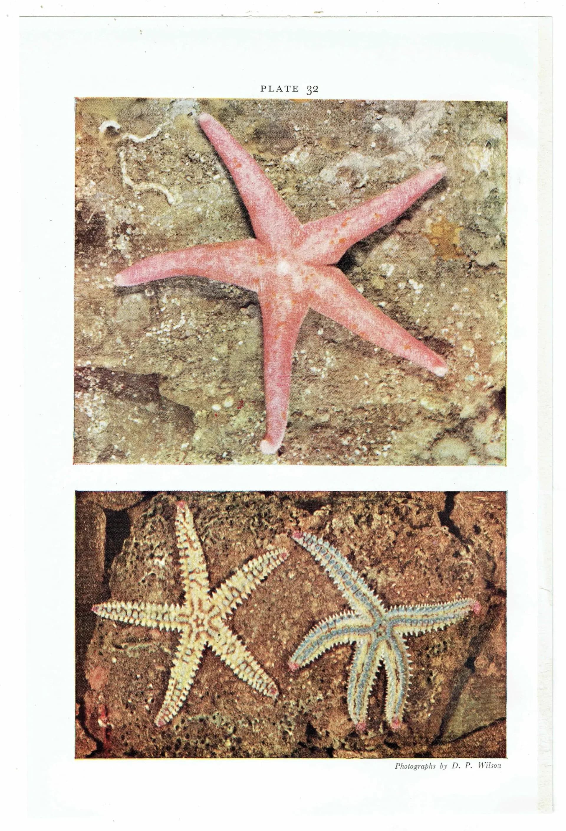1959 Common Star-fish on Mussels Print - Marine Biology Photograph - Sea Shore Coastal Specimen - Starfish Study - 5 x 8.25 in