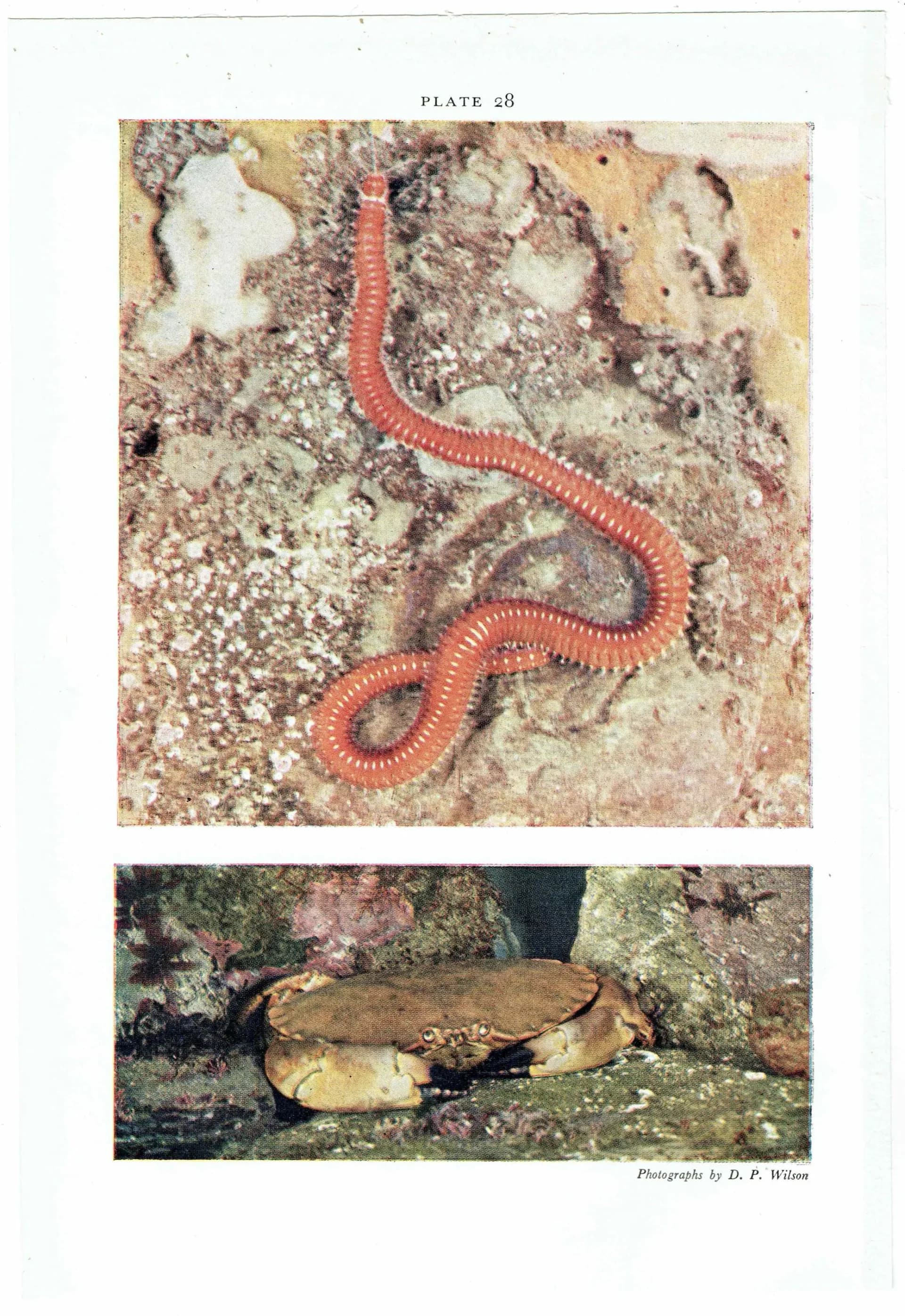 1959 Marine Worms Photographs - Ribbon-worm Red Rock-worm - Scientific Nemertine Annelid Specimen - Marine Biology Ocean Life - 5 x 8.25 in