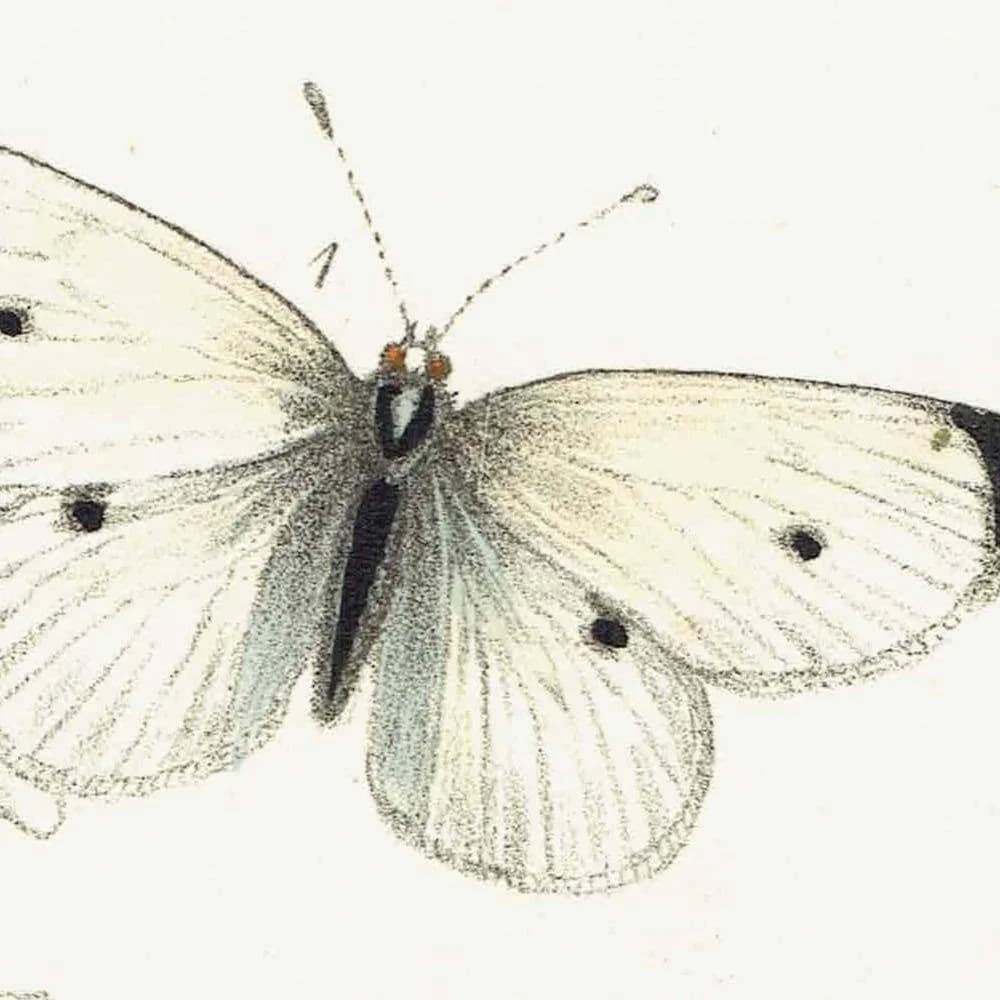 1859 Small Cabbage White & Green-veined White Butterflies - Hand-Coloured Lithograph, Henry Noel Humphreys, Plate IV - 7 x 10.4 in