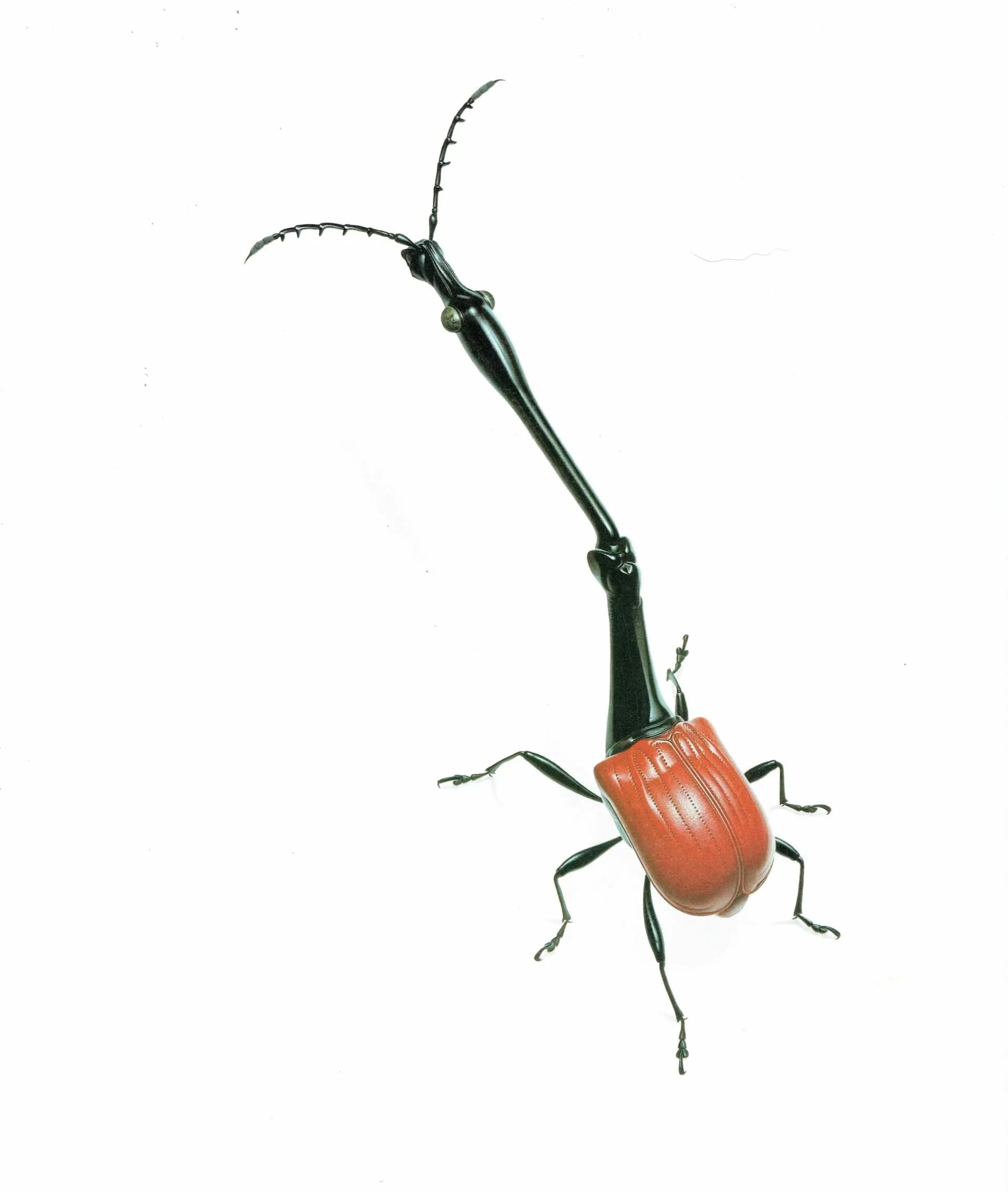 1986 Giraff Weevil Tachycephalus Giraffa Print - Durin Bernard Les Insectes Scientific Illustration - Jekel Entomology - 11 x 13 in