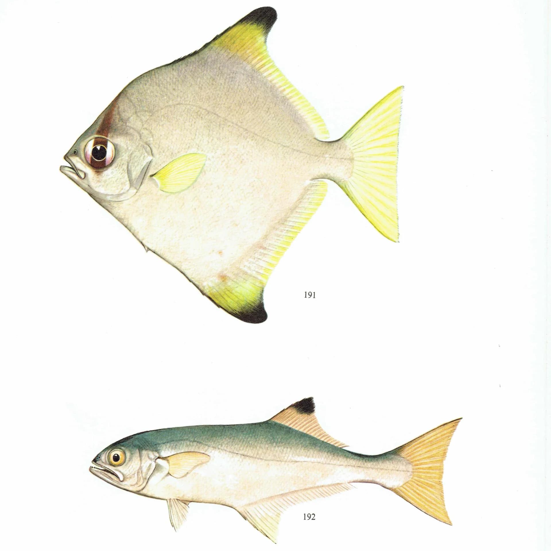 1964 Chinaman-fish Adult & Juvenile - Original Vintage Print By Coates - Great Barrier Reef Fish Science Study - 7 x 9 in