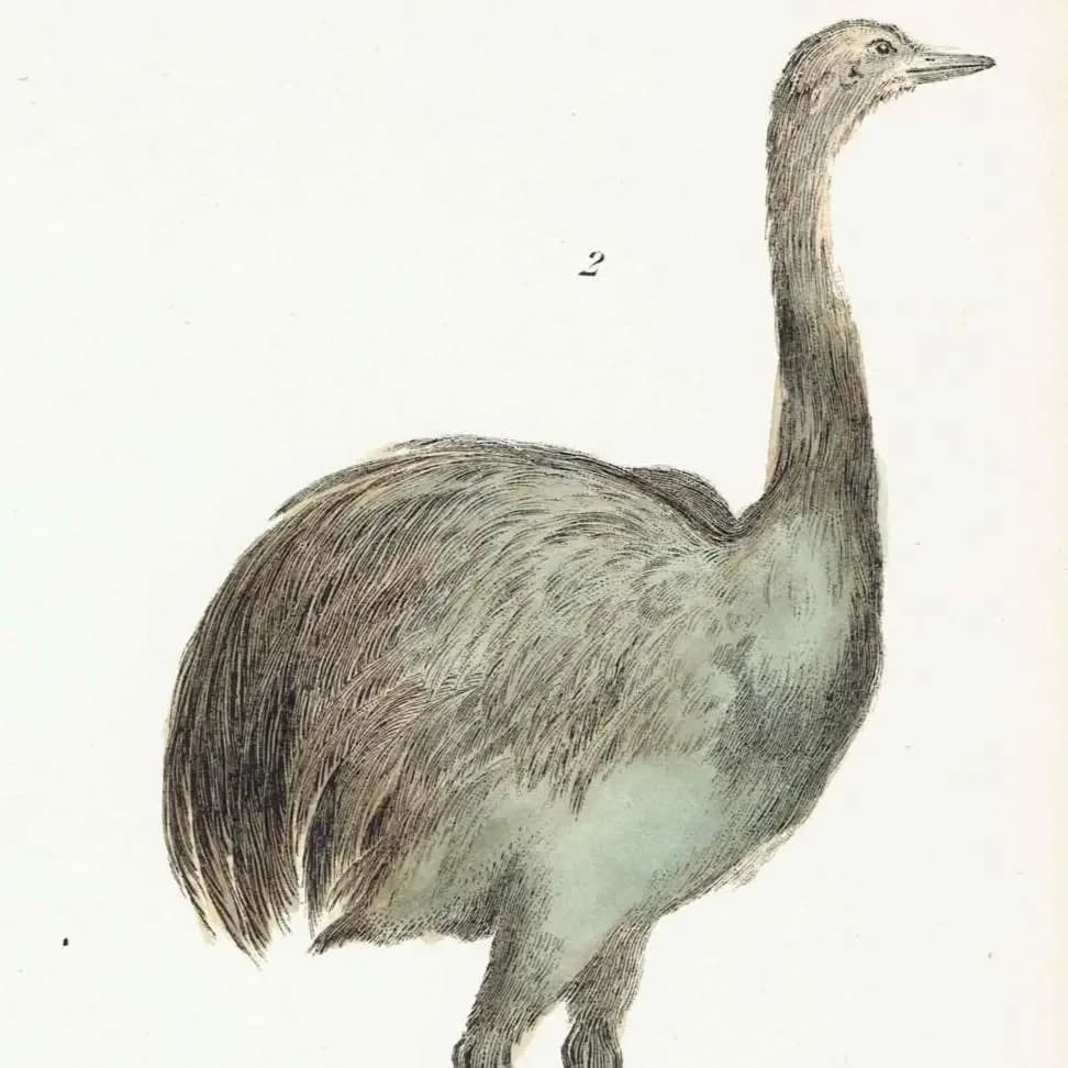 c.1895 Struthiones Ostrich And Rhea Print - Struthio camelus & Rhea americana - Hand Coloured Ornithology Art - 9.5 x 6.25 in