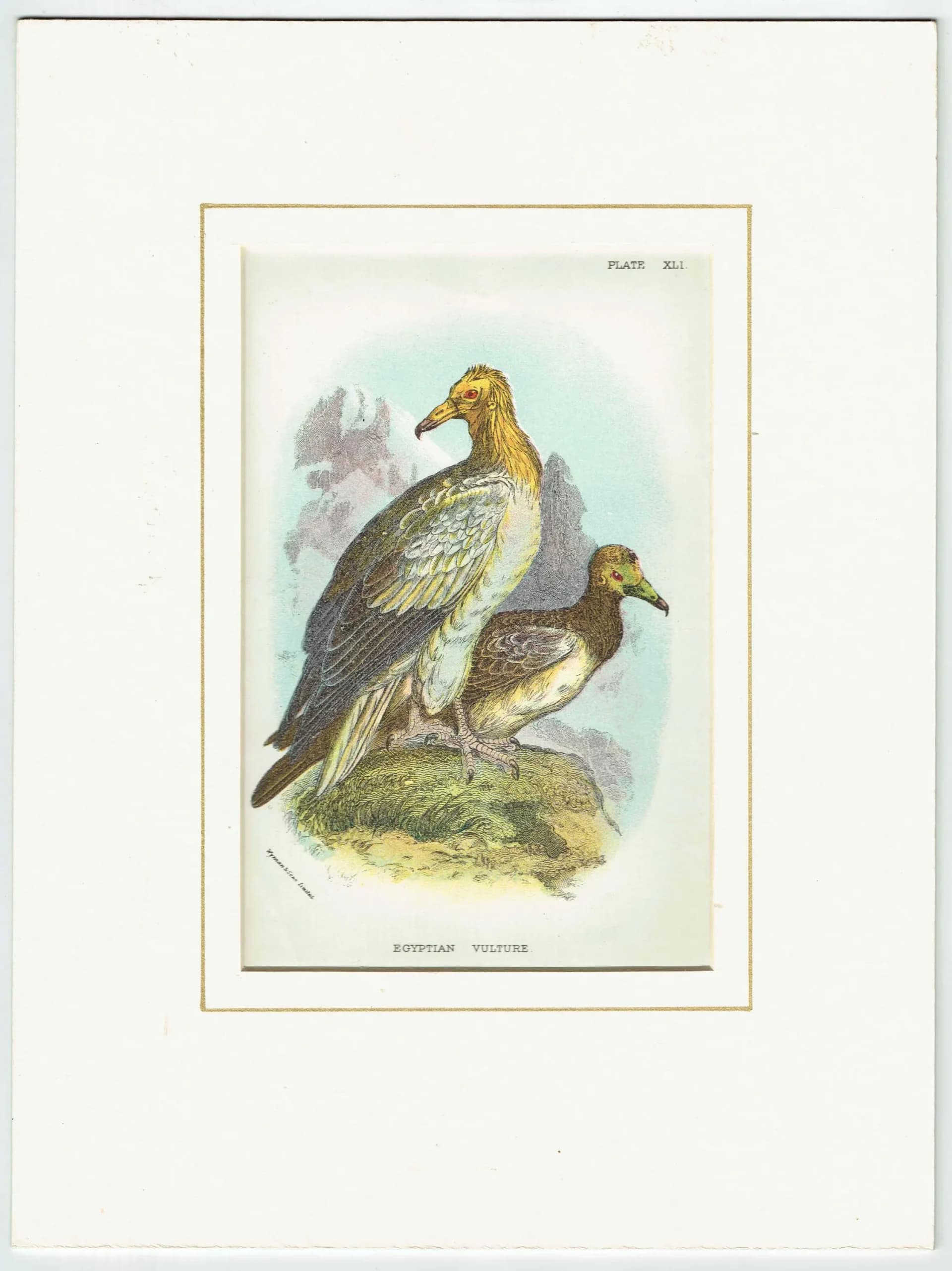 c.1896 Egyptian Vulture Print - Hand-Coloured Engraving - Ornithology Natural History Wildlife Art - 7 x 4.75 in
