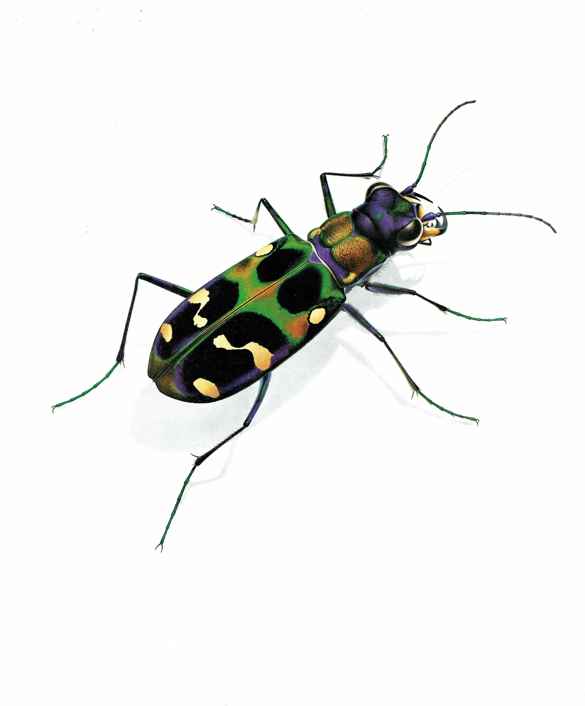1986 Tiger Beetle Cicindela Chinensis Print - Durin Bernard Les Insectes - Science Illustration - Louis Chevrolat Entomology - 11 x 13 in