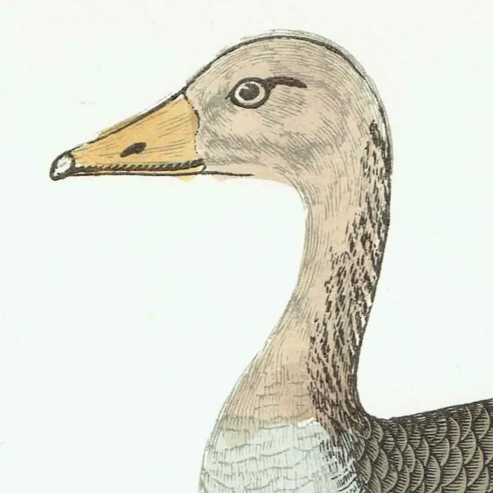 1863 - c.1863 Grey-Lag Goose - Original Antique Hand-Coloured Engraving By Morris - History of British Birds Ornithology - 7.25 x 4.75 in