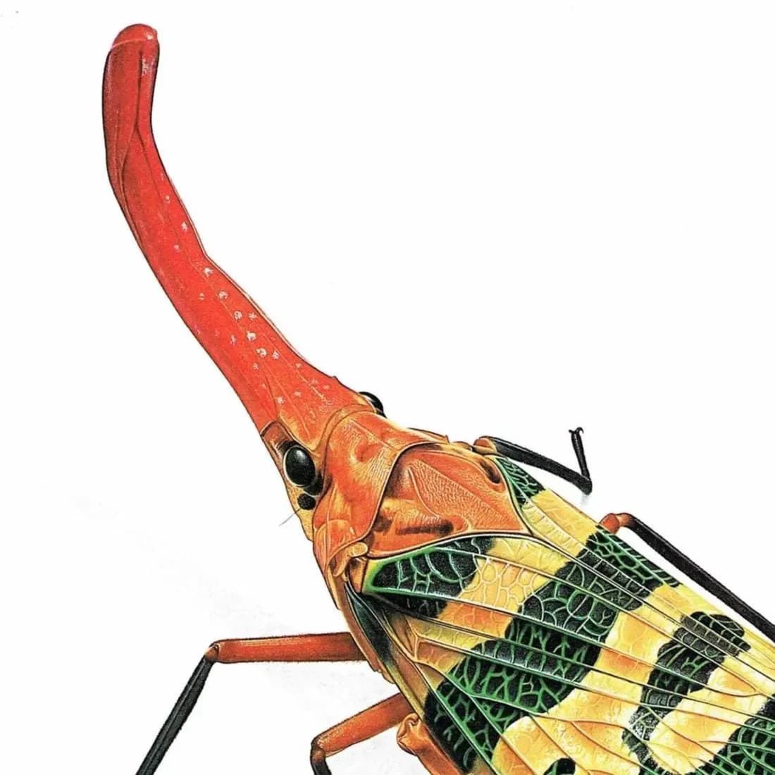1986 Litchi Lantern Bug Fulgora Laternaria Candelaria Print - Durin Bernard Science illustration - Linnaeus Entomology - 11 x 13 in