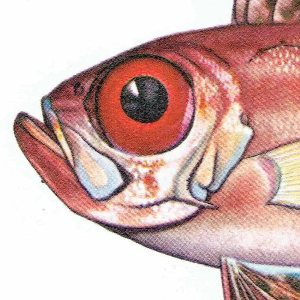 1964 Red Bulls-eye & Archer-fish - Original Vintage Print By Coates - Great Barrier Reef Marine Science Ichthyology - 7 x 9 in