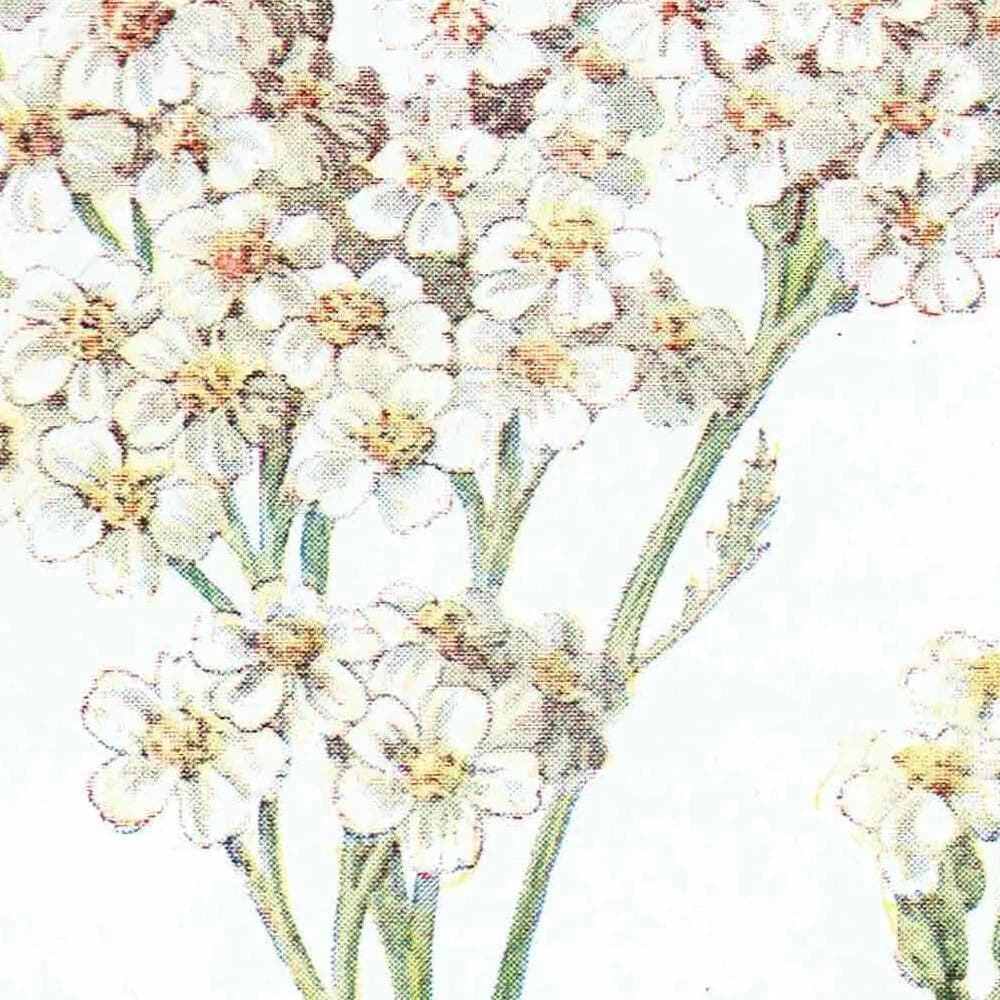 1910s Yarrow Wildflower Botanical Original Antique Print By Hulme - Familiar Wild Flowers Study Edwardian Herbal - 4.75 x 7.25 in