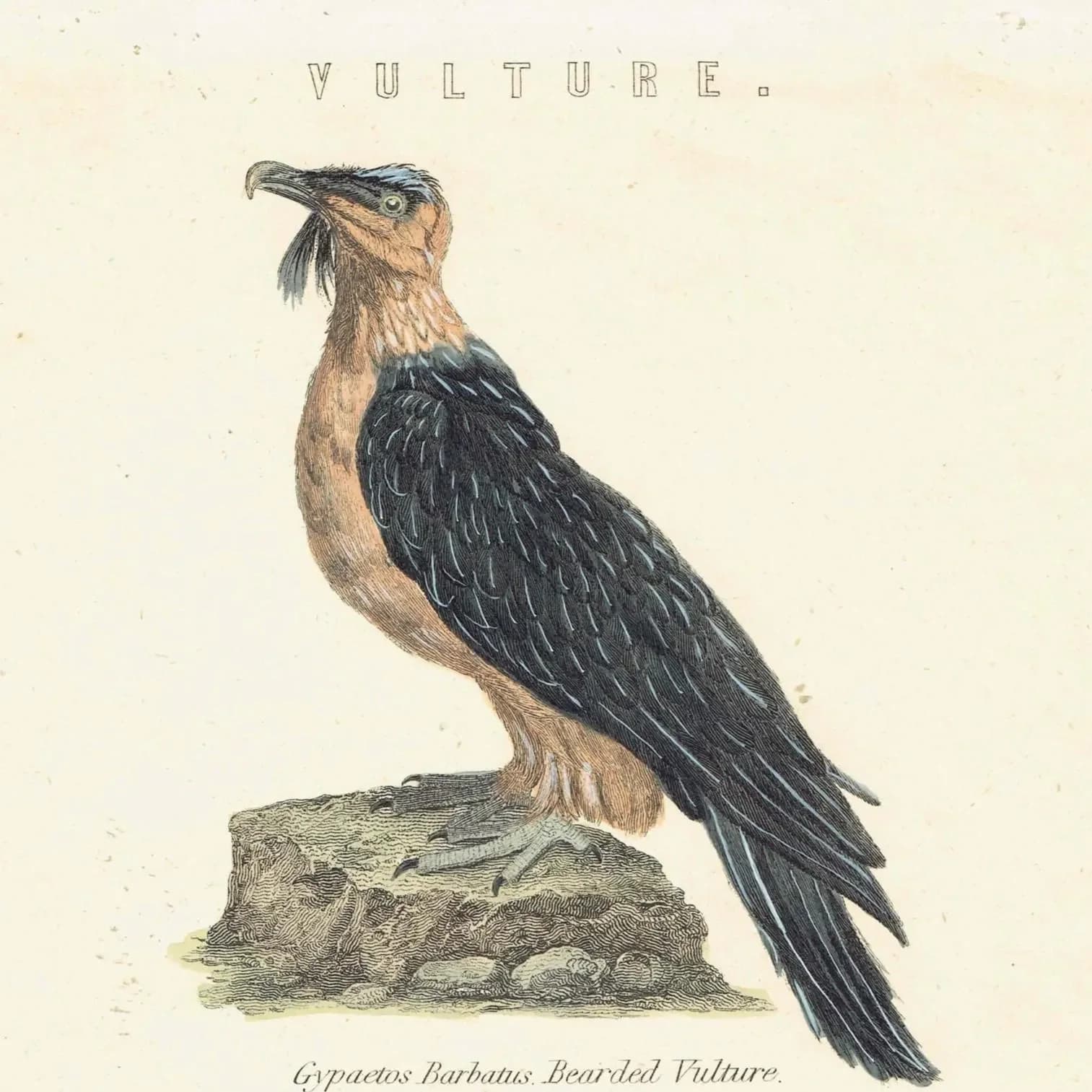 c.1862 Vultures Print - Bearded Vulture & Arabian Vulture - Hand Coloured Ornithology Art - 9.5 x 6.25 in