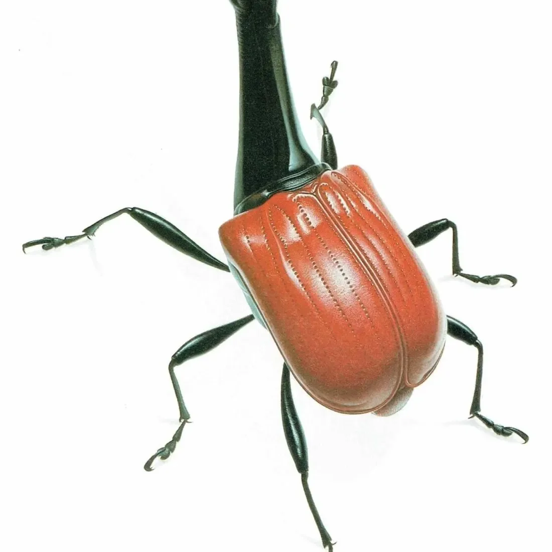 1986 Giraff Weevil Tachycephalus Giraffa Print - Durin Bernard Les Insectes Scientific Illustration - Jekel Entomology - 11 x 13 in