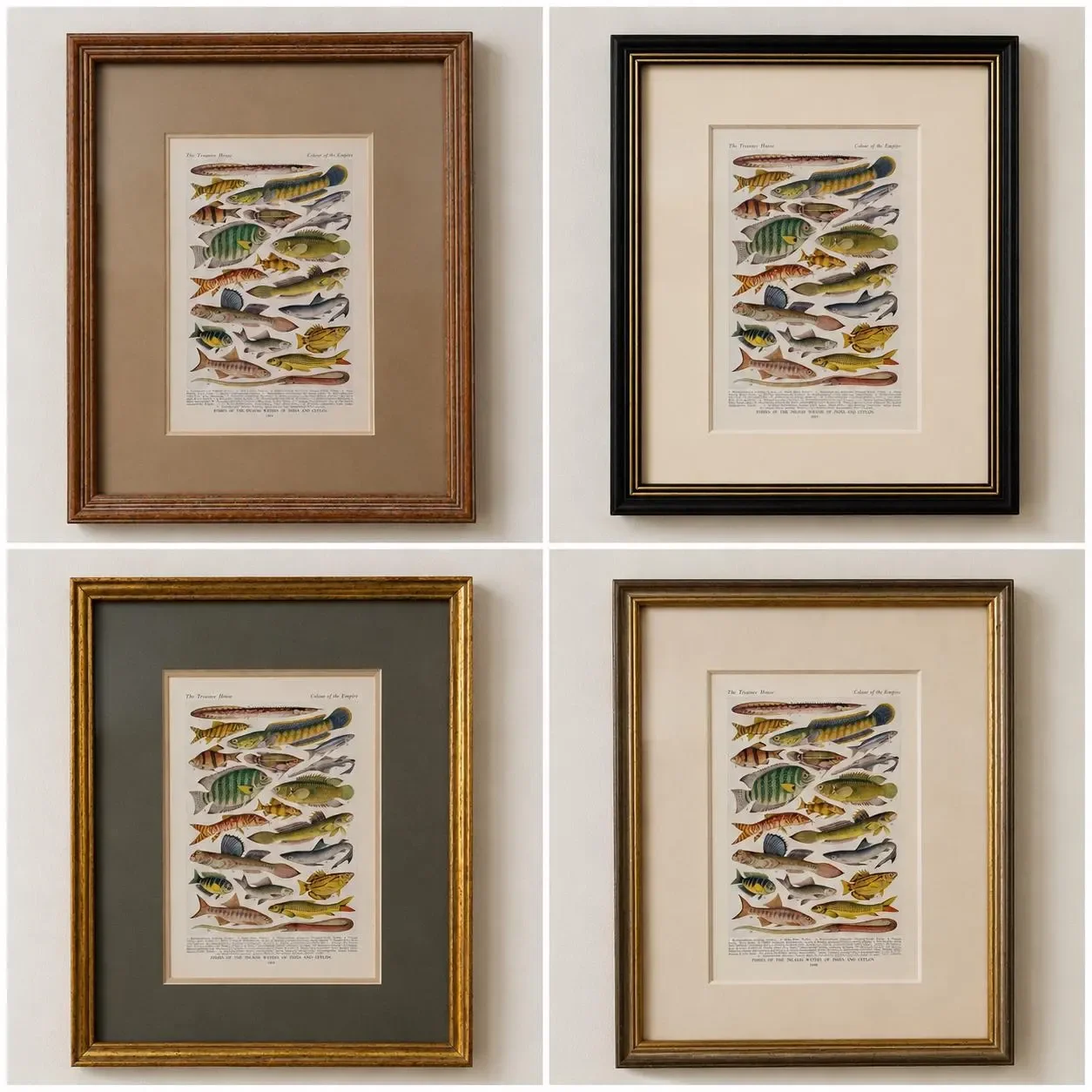 1928 Indian & Canadian Freshwater Fish - Original Vintage Print By Green - I See All Encyclopedia Ichthyology Study - 6 x 9 in
