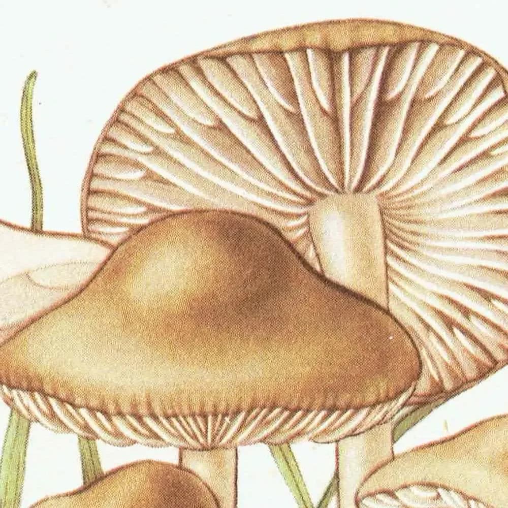 Fairy Ring & Oyster Mushroom Vintage Print – 1943 Botanical Illustration
