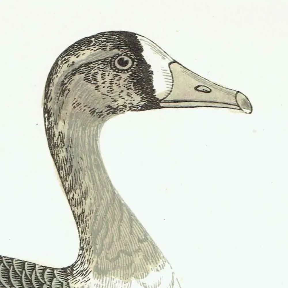 c.1863 White-Fronted Goose - Antique Print from Morris History of British Birds Ornithology Wildfowl Art - 7.25 x 4.75 in